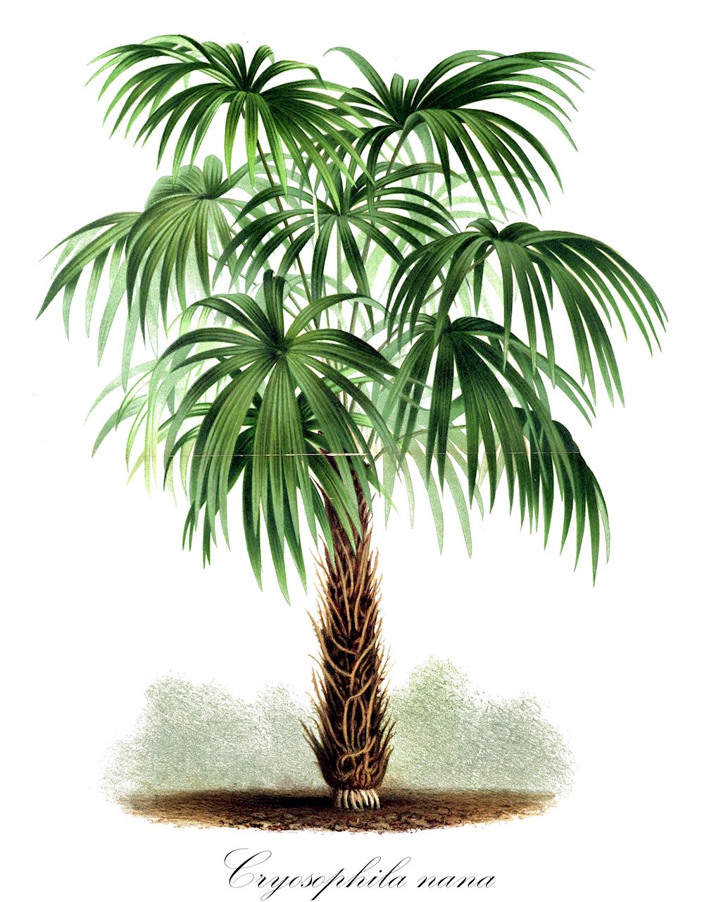 Cryosophila nana - Arecaceae,Plantae,Pteridobiotina,Angiosperms,Arecales,Arecaceae,Cryosophila,Cryosophila nana,Acanthorhiza aculeata, Acanthorhiza mocinoi, Acanthorrhiza aculeata, Acanthorrhiza mocinoi, Chamaerops mocinoi, Copernicia nana, Copernicia nana, Corypha nana, Cryosophila mocinoi, Cryosophila nana, Trithrinax aculeata