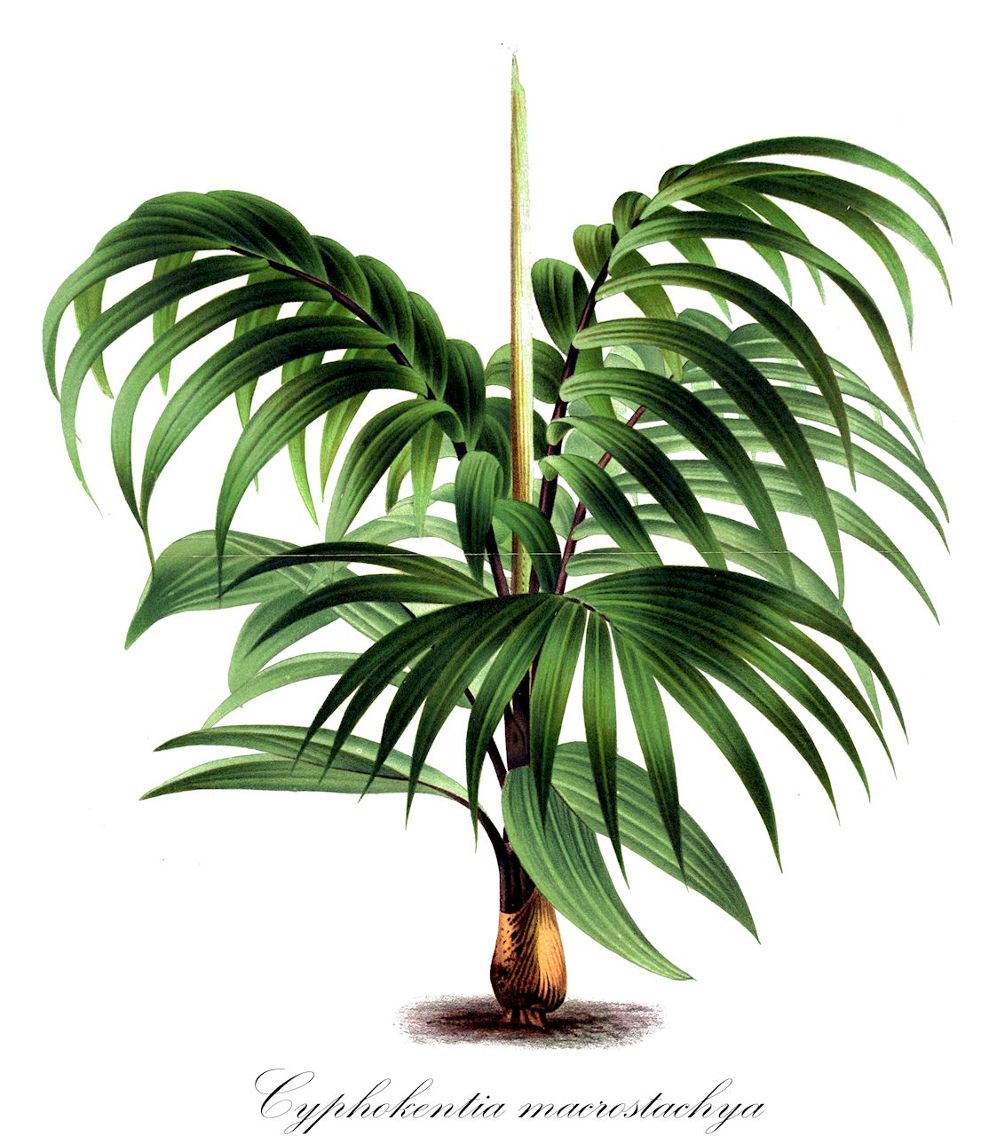 Cyphokentia macrostachya - Arecaceae,Plantae,Pteridobiotina,Angiosperms,Arecales,Arecaceae,Cyphokentia,Cyphokentia macrostachya,Clinostigma macrostachyum, Clinostigma robustum, Cyphokentia robusta, Dolichokentia robusta, Kentia macrostachya, Kentia robusta, Kentia robusta