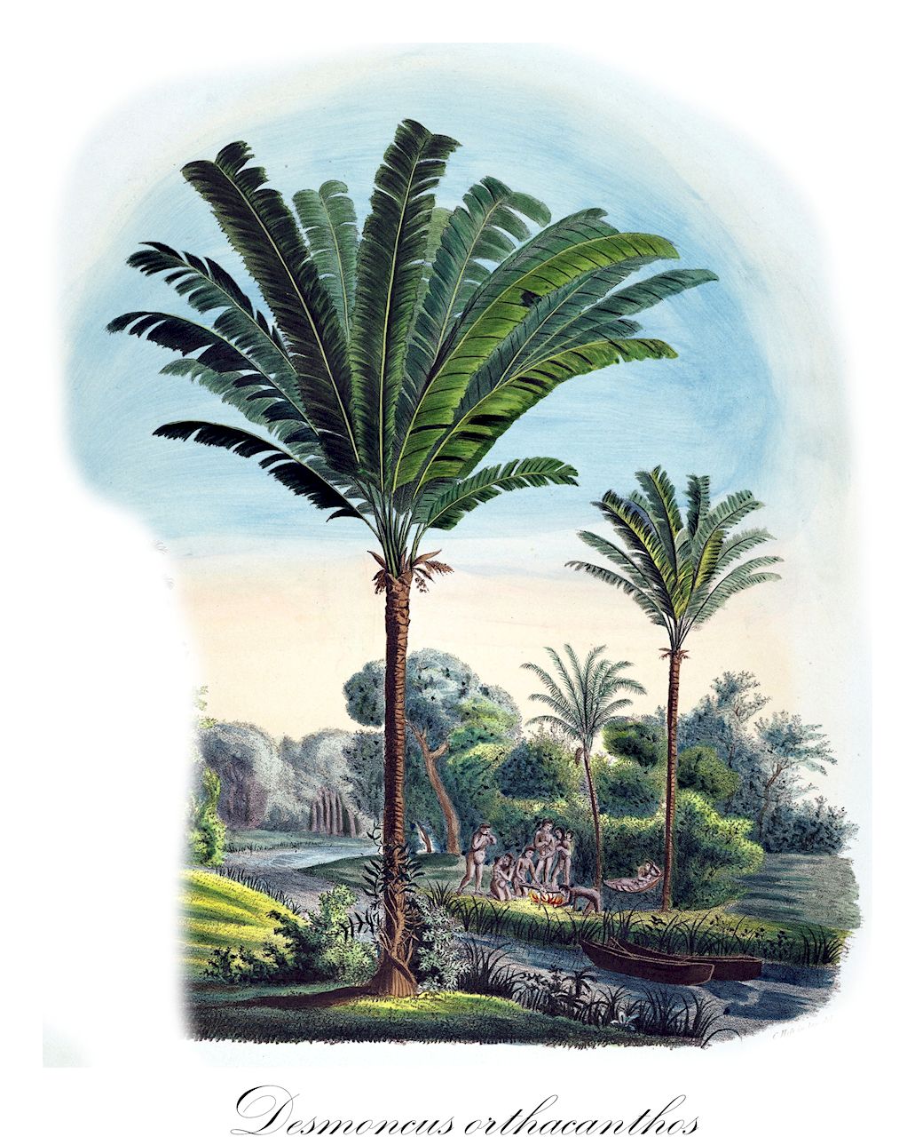 Desmoncus orthacanthos - Arecaceae,Plantae,Pteridobiotina,Angiosperms,Arecales,Arecaceae,Desmoncus,Desmoncus orthacanthos,Atitara ataxacantha, Atitara lophacantha, Atitara orthacantha, Desmoncus ataxacanthus, Desmoncus huebneri, Desmoncus leptochaete, Desmoncus longifolius, Desmoncus lophacanthos, Desmoncus orthacanthos var. mitis, Desmoncus werdermannii