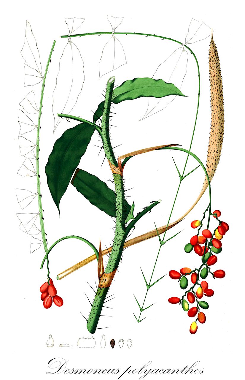 Desmoncus polyacanthos - Arecaceae,Plantae,Pteridobiotina,Angiosperms,Arecales,Arecaceae,Desmoncus,Desmoncus polyacanthos,Atitara aerea, Atitara caespitosa, Atitara dubia, Atitara inermis, Atitara macroacantha, Atitara macrodon, Atitara nemorosa, Atitara oligacantha, Atitara oxyacantha, Atitara paraensis, Atitara phengophylla, Atitara philippiana, Atitara phoenicocarpa, Atitara polyacantha, Atitara pycnacantha, Atitara riparia, Desmoncus aereus, Desmoncus brevisectus, Desmoncus caespitosus, Desmoncus campylacanthus, Desmoncus dasyacanthus, Desmoncus duidensis, Desmoncus inermis, Desmoncus longisectus, Desmoncus macroacanthos, Desmoncus macrodon, Desmoncus maguirei, Desmoncus minor, Desmoncus mirandanus, Desmoncus nemorosus, Desmoncus oligacanthus, Desmoncus oxyacanthos, Desmoncus paraensis, Desmoncus peraltus, Desmoncus phengophyllus, Desmoncus philippianus, Desmoncus phoenicocarpus, Desmoncus polyacanthos var. angustifolius, Desmoncus polyacanthos var. cuspidatus, Desmoncus polyacanthos var. oxyacanthos, Desmoncus polyacanthos var. polyacanthos, Desmoncus prestoei, Desmoncus pycnacanthos, Desmoncus pycnacanthos var. sarmentosus, Desmoncus riparius, Desmoncus ulei