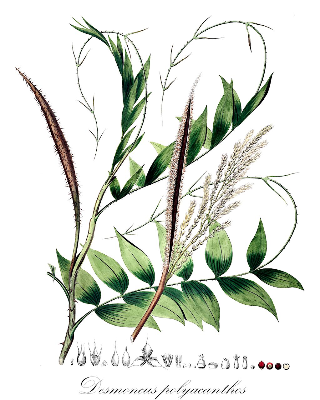 Desmoncus polyacanthos - Arecaceae,Plantae,Pteridobiotina,Angiosperms,Arecales,Arecaceae,Desmoncus,Desmoncus polyacanthos,Atitara aerea, Atitara caespitosa, Atitara dubia, Atitara inermis, Atitara macroacantha, Atitara macrodon, Atitara nemorosa, Atitara oligacantha, Atitara oxyacantha, Atitara paraensis, Atitara phengophylla, Atitara philippiana, Atitara phoenicocarpa, Atitara polyacantha, Atitara pycnacantha, Atitara riparia, Desmoncus aereus, Desmoncus brevisectus, Desmoncus caespitosus, Desmoncus campylacanthus, Desmoncus dasyacanthus, Desmoncus duidensis, Desmoncus inermis, Desmoncus longisectus, Desmoncus macroacanthos, Desmoncus macrodon, Desmoncus maguirei, Desmoncus minor, Desmoncus mirandanus, Desmoncus nemorosus, Desmoncus oligacanthus, Desmoncus oxyacanthos, Desmoncus paraensis, Desmoncus peraltus, Desmoncus phengophyllus, Desmoncus philippianus, Desmoncus phoenicocarpus, Desmoncus polyacanthos var. angustifolius, Desmoncus polyacanthos var. cuspidatus, Desmoncus polyacanthos var. oxyacanthos, Desmoncus polyacanthos var. polyacanthos, Desmoncus prestoei, Desmoncus pycnacanthos, Desmoncus pycnacanthos var. sarmentosus, Desmoncus riparius, Desmoncus ulei