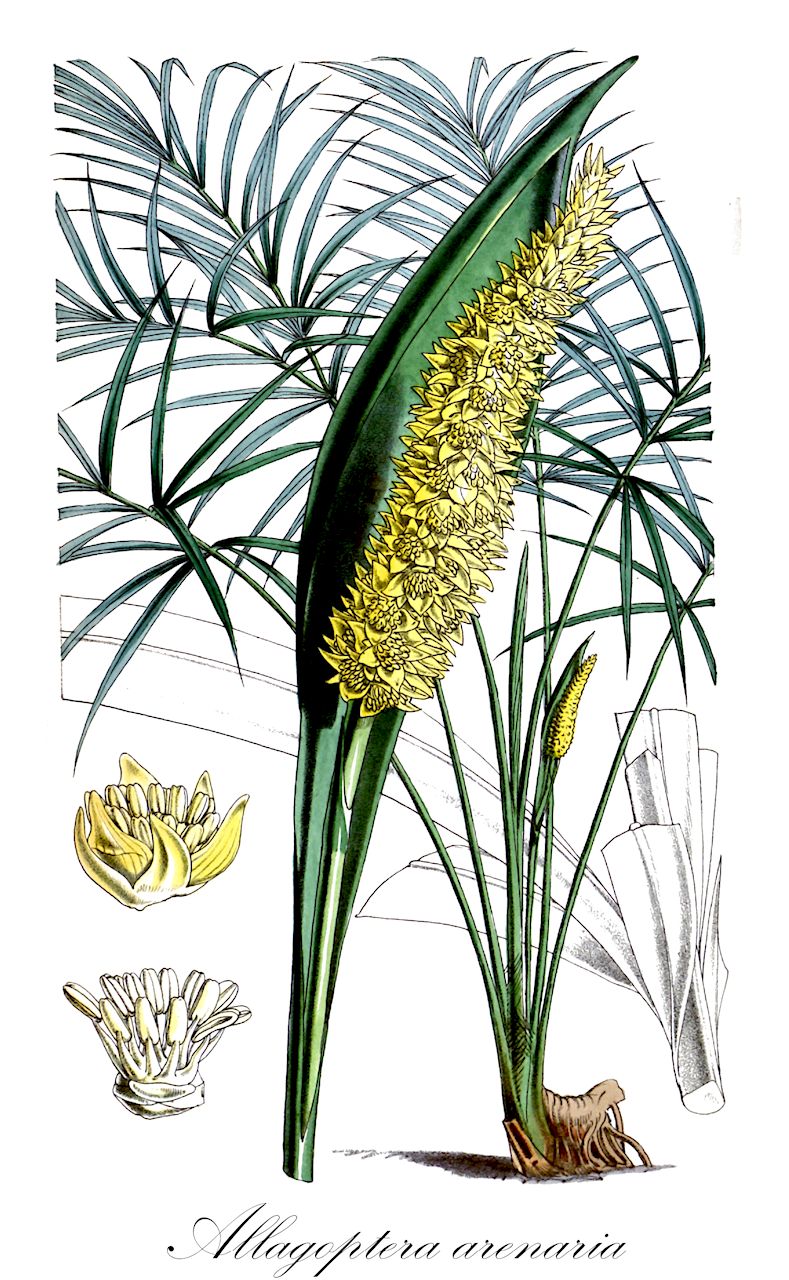 Allagoptera arenaria - Arecaceae,Plantae,Pteridobiotina,Angiosperms,Arecales,Arecaceae,Allagoptera,Allagoptera arenaria,Allagoptera pumila, Cocos arenaria, Diplothemium arenarium, Diplothemium littorale, Diplothemium maritimum