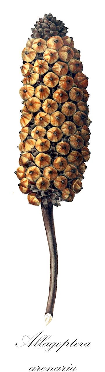 Allagoptera arenaria - Arecaceae,Plantae,Pteridobiotina,Angiosperms,Arecales,Arecaceae,Allagoptera,Allagoptera arenaria,Allagoptera pumila, Cocos arenaria, Diplothemium arenarium, Diplothemium littorale, Diplothemium maritimum