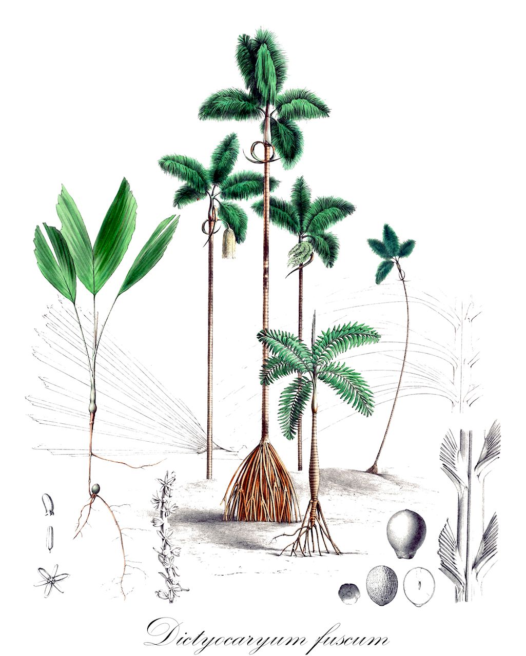Dictyocaryum fuscum - Arecaceae,Plantae,Pteridobiotina,Angiosperms,Arecales,Arecaceae,Dictyocaryum,Dictyocaryum fuscum,Iriartea altissima, Iriartea fusca, Socratea fusca