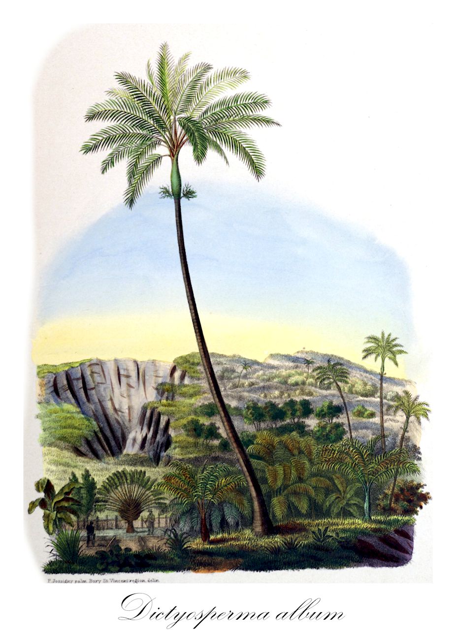 Dictyosperma album - Arecaceae,Plantae,Pteridobiotina,Angiosperms,Arecales,Arecaceae,Dictyosperma,Dictyosperma album,Areca alba, Linoma alba