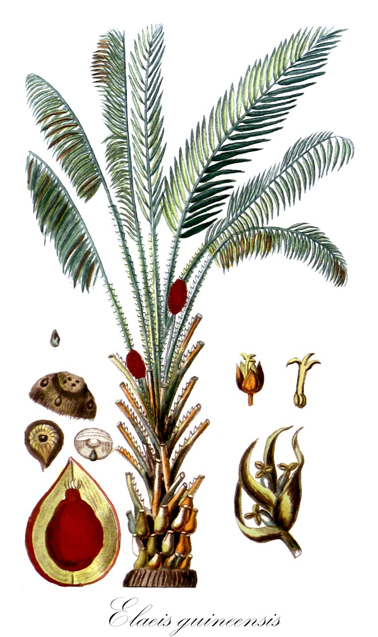 Elaeis guineensis - Arecaceae,Plantae,Pteridobiotina,Angiosperms,Arecales,Arecaceae,Elaeis,Elaeis guineensis,Elaeis dybowskii, Elaeis guineensis f. androgyna, Elaeis guineensis f. caryolitica, Elaeis guineensis f. dioica, Elaeis guineensis f. dura, Elaeis guineensis f. fatua, Elaeis guineensis f. ramosa, Elaeis guineensis f. semidura, Elaeis guineensis f. tenera, Elaeis guineensis subsp. nigrescens, Elaeis guineensis subsp. virescens, Elaeis guineensis var. albescens, Elaeis guineensis var. angulosa, Elaeis guineensis var. ceredia, Elaeis guineensis var. compressa, Elaeis guineensis var. gracilinux, Elaeis guineensis var. idolatrica, Elaeis guineensis var. intermedia, Elaeis guineensis var. leucocarpa, Elaeis guineensis var. macrocarpa, Elaeis guineensis var. macrocarya, Elaeis guineensis var. macrophylla, Elaeis guineensis var. macrosperma, Elaeis guineensis var. madagascariensis, Elaeis guineensis var. microsperma, Elaeis guineensis var. pisifera, Elaeis guineensis var. repanda, Elaeis guineensis var. rostrata, Elaeis guineensis var. sempernigra, Elaeis guineensis var. spectabilis, Elaeis macrophylla, Elaeis madagascariensis, Elaeis melanococca, Elaeis nigrescens, Elaeis virescens, Elaeis virescens, Palma oleosa,Afrikanische Ölpalme;african oil palm;palmier à huile d'afrique