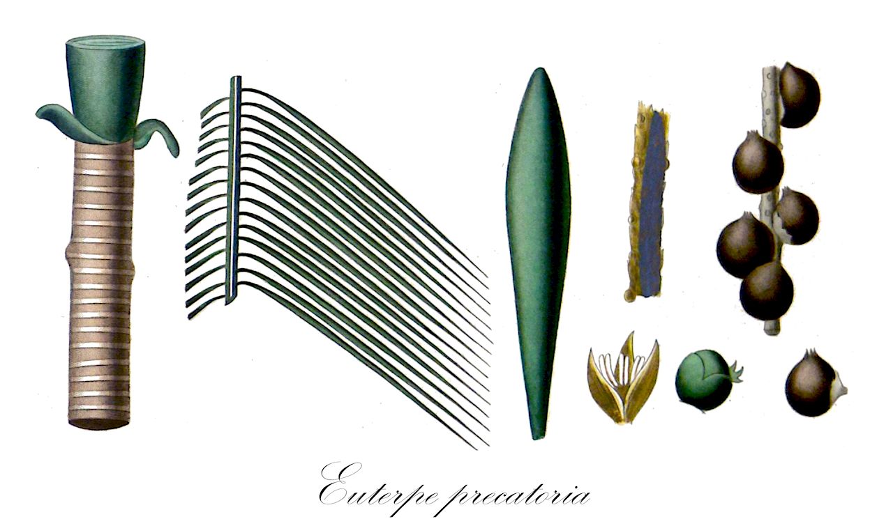 Euterpe precatoria - Arecaceae,Plantae,Pteridobiotina,Angiosperms,Arecales,Arecaceae,Euterpe,Euterpe precatoria,Euterpe stenophylla