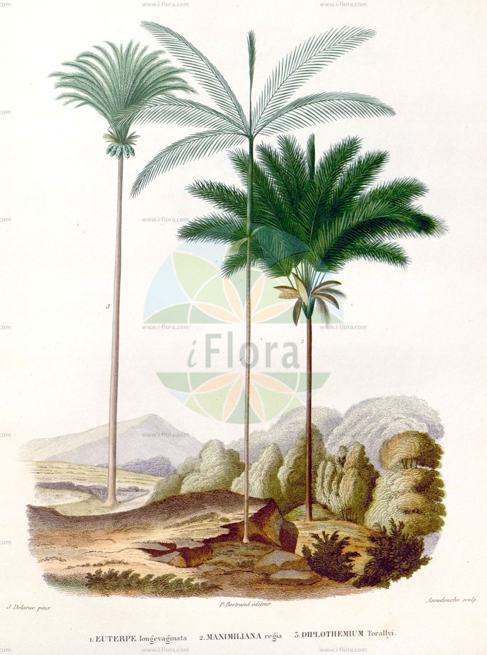 Euterpe precatoria - Arecaceae,Plantae,Pteridobiotina,Angiosperms,Arecales,Arecaceae,Euterpe,Euterpe precatoria,Euterpe stenophylla
