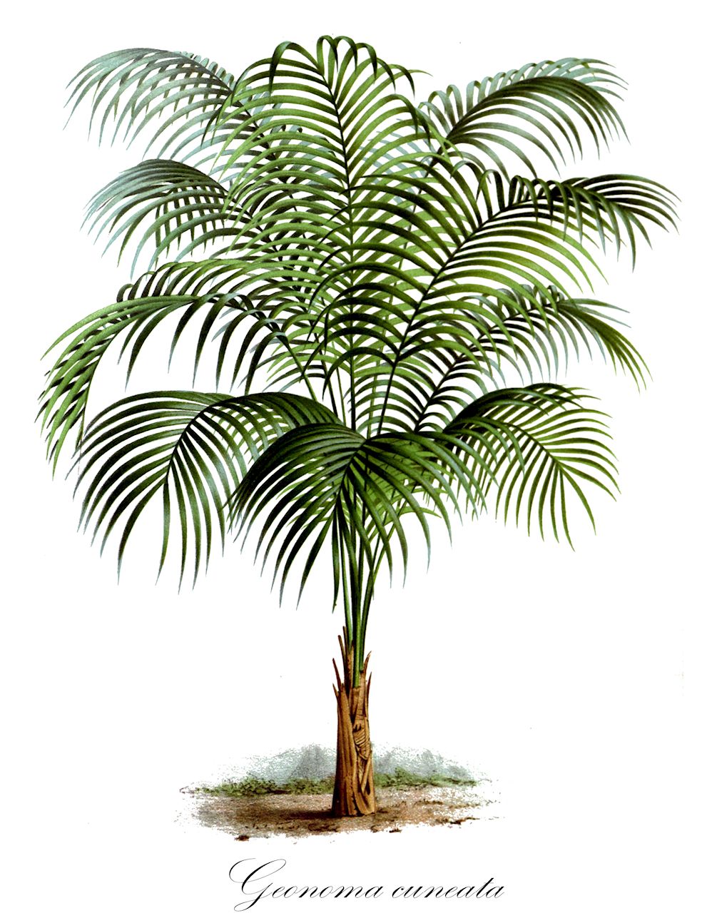 Geonoma cuneata - Arecaceae,Plantae,Pteridobiotina,Angiosperms,Arecales,Arecaceae,Geonoma,Geonoma cuneata,Geonoma cuneata var. cuneata