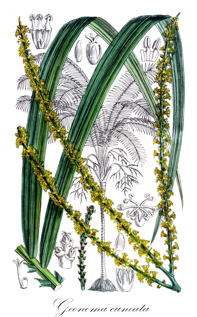 Geonoma cuneata - Arecaceae,Plantae,Pteridobiotina,Angiosperms,Arecales,Arecaceae,Geonoma,Geonoma cuneata,Geonoma cuneata var. cuneata