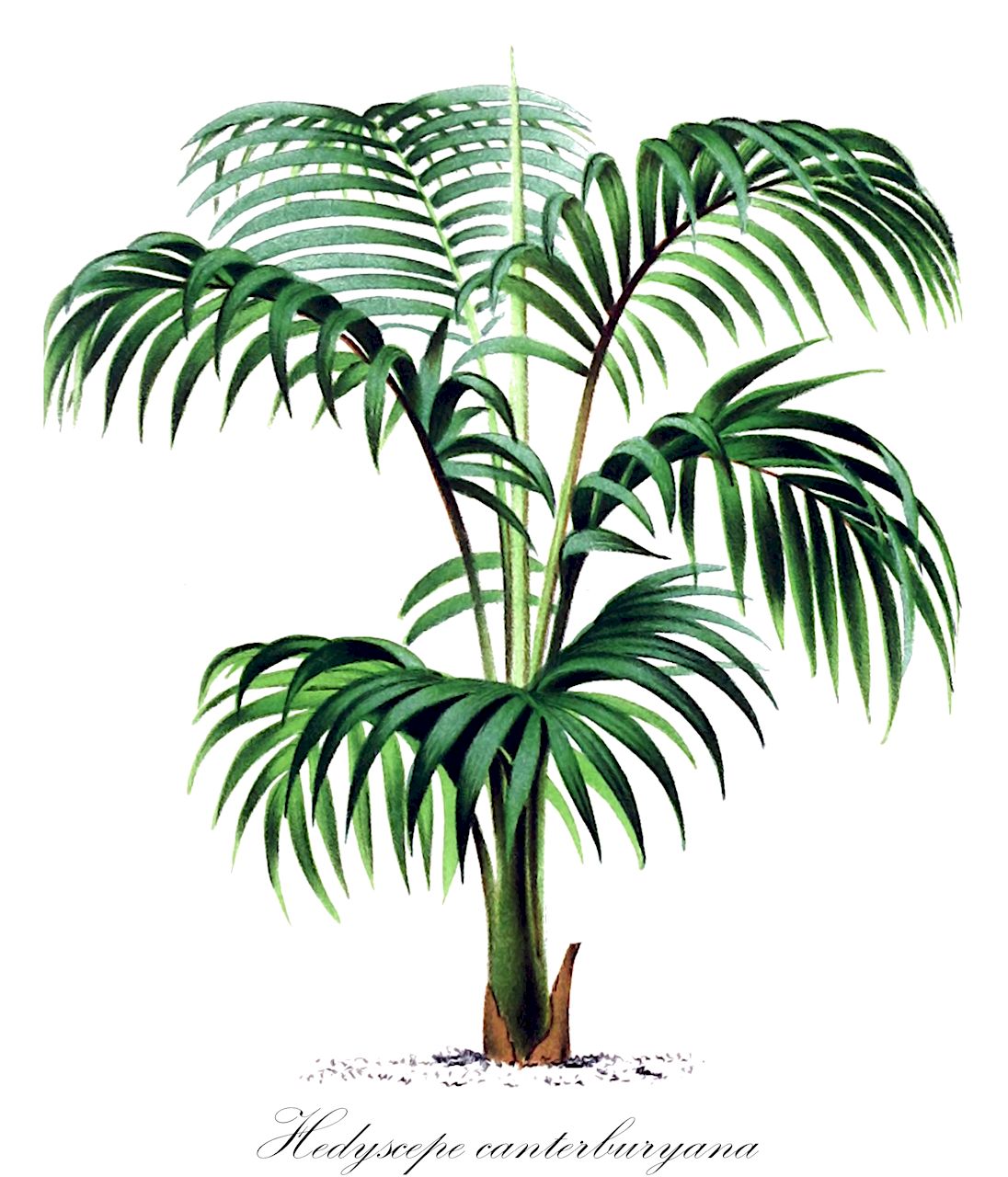 Hedyscepe canterburyana - Arecaceae,Plantae,Pteridobiotina,Angiosperms,Arecales,Arecaceae,Hedyscepe,Hedyscepe canterburyana,Kentia canterburyana, Veitchia canterburyana