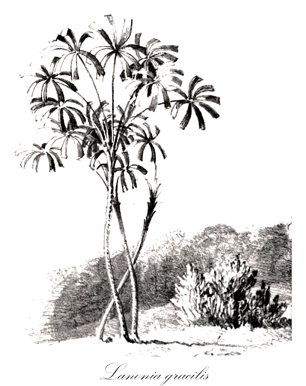 Lanonia gracilis - Arecaceae,Plantae,Pteridobiotina,Angiosperms,Arecales,Arecaceae,Lanonia,Lanonia gracilis,Licuala flabellum, Licuala gracilis