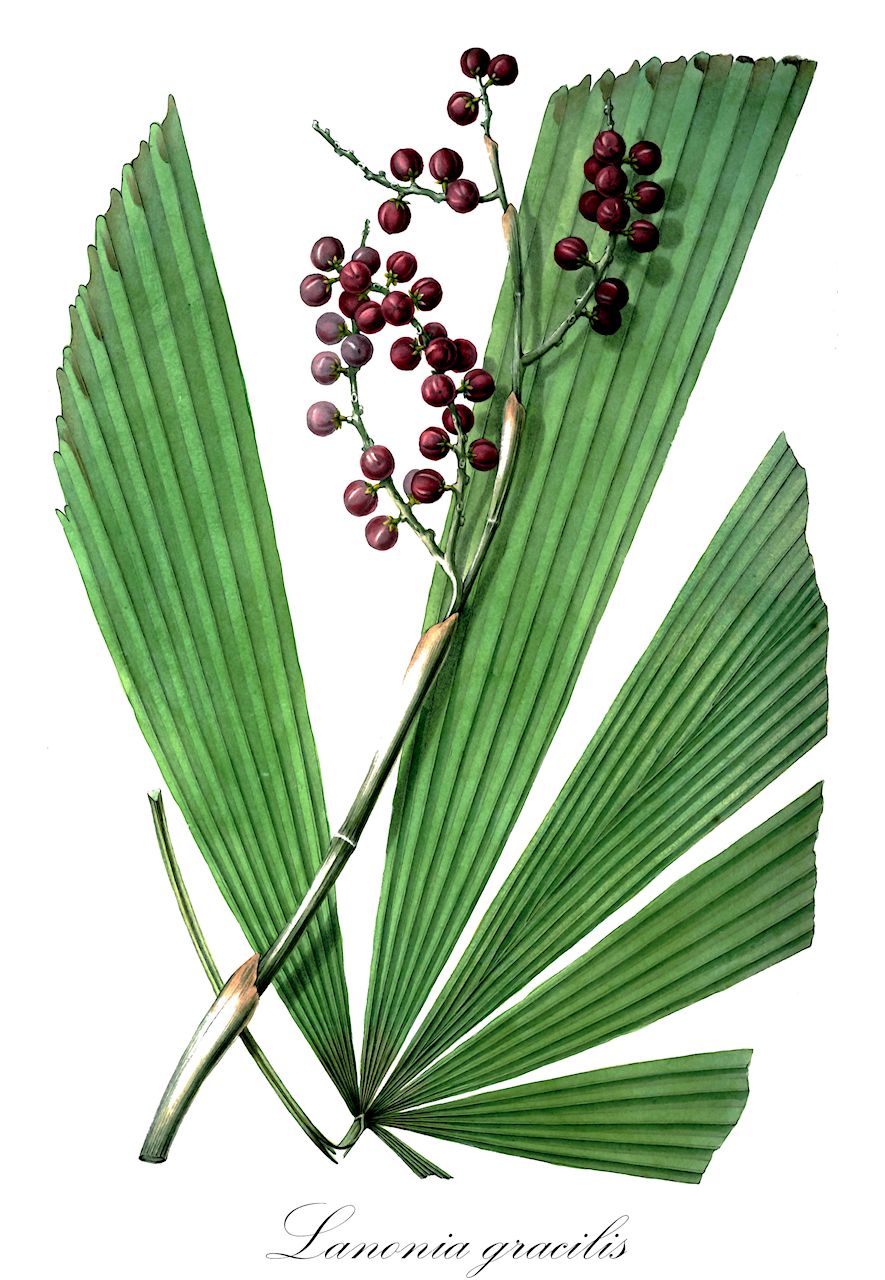 Lanonia gracilis - Arecaceae,Plantae,Pteridobiotina,Angiosperms,Arecales,Arecaceae,Lanonia,Lanonia gracilis,Licuala flabellum, Licuala gracilis