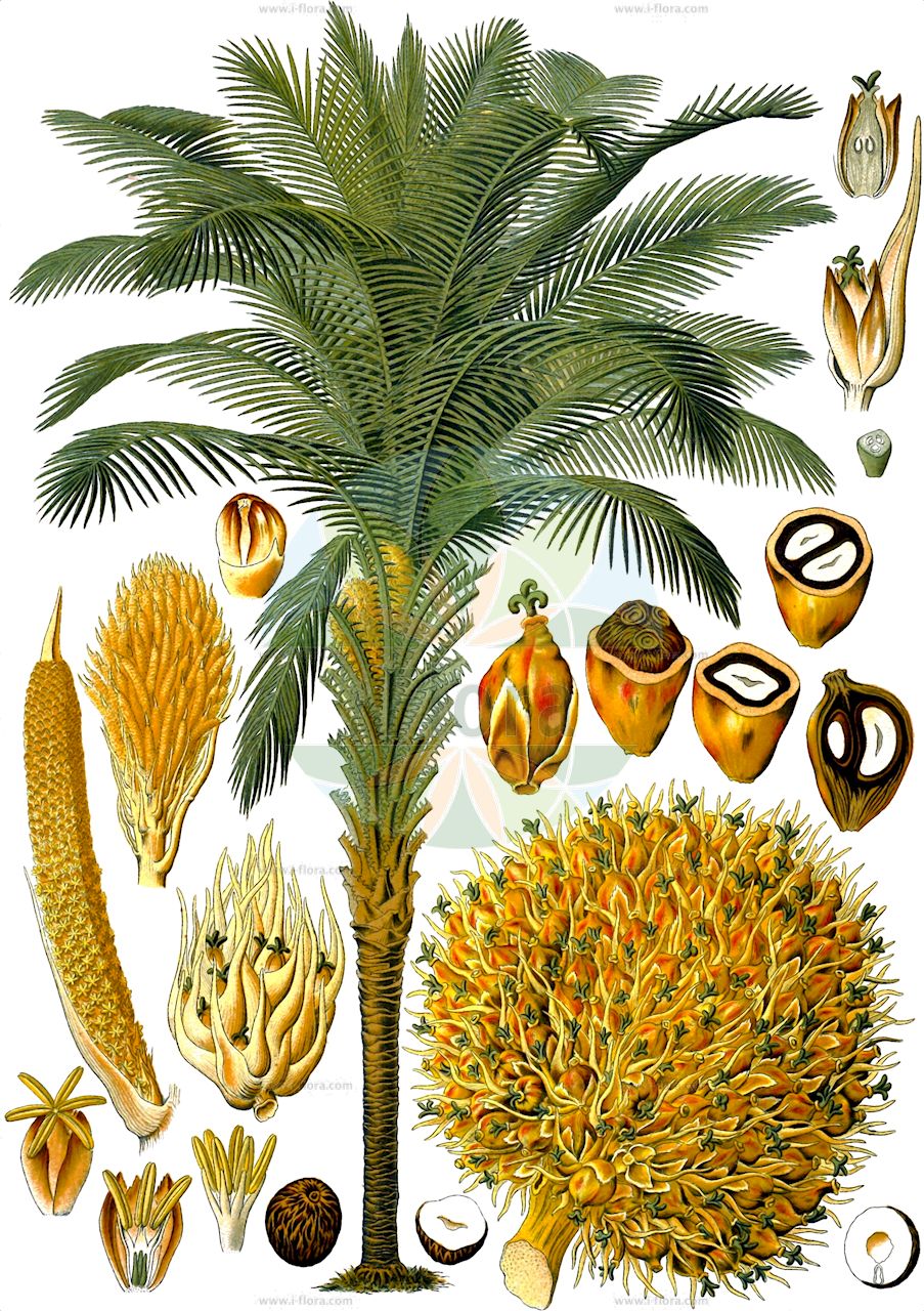 Elaeis guineensis - Arecaceae,Plantae,Pteridobiotina,Angiosperms,Arecales,Arecaceae,Elaeis,Elaeis guineensis,Elaeis dybowskii, Elaeis guineensis f. androgyna, Elaeis guineensis f. caryolitica, Elaeis guineensis f. dioica, Elaeis guineensis f. dura, Elaeis guineensis f. fatua, Elaeis guineensis f. ramosa, Elaeis guineensis f. semidura, Elaeis guineensis f. tenera, Elaeis guineensis subsp. nigrescens, Elaeis guineensis subsp. virescens, Elaeis guineensis var. albescens, Elaeis guineensis var. angulosa, Elaeis guineensis var. ceredia, Elaeis guineensis var. compressa, Elaeis guineensis var. gracilinux, Elaeis guineensis var. idolatrica, Elaeis guineensis var. intermedia, Elaeis guineensis var. leucocarpa, Elaeis guineensis var. macrocarpa, Elaeis guineensis var. macrocarya, Elaeis guineensis var. macrophylla, Elaeis guineensis var. macrosperma, Elaeis guineensis var. madagascariensis, Elaeis guineensis var. microsperma, Elaeis guineensis var. pisifera, Elaeis guineensis var. repanda, Elaeis guineensis var. rostrata, Elaeis guineensis var. sempernigra, Elaeis guineensis var. spectabilis, Elaeis macrophylla, Elaeis madagascariensis, Elaeis melanococca, Elaeis nigrescens, Elaeis virescens, Elaeis virescens, Palma oleosa,Afrikanische Ölpalme;african oil palm;palmier à huile d'afrique