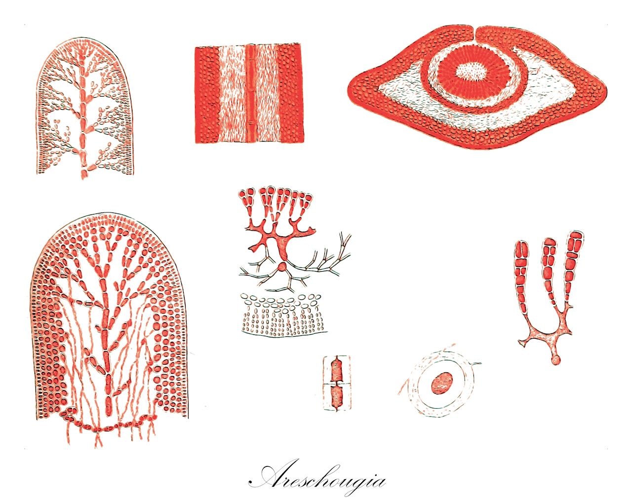 Areschougia - Rhodophyta,Biota,Plantae,Rhodophyta,Eurhodophytina,Florideophyceae,Gigartinales,Areschougiaceae,Areschougia,Neoareschougia
