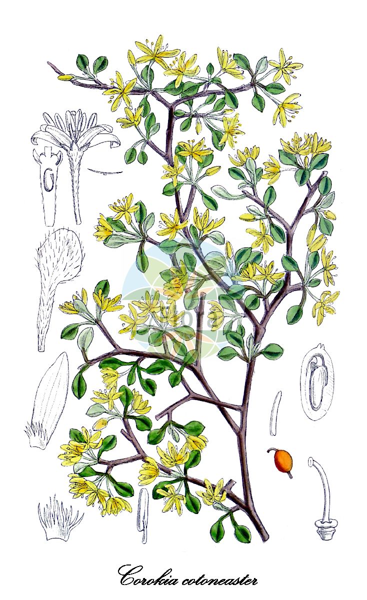 Corokia cotoneaster - Argophyllaceae,Plantae,Pteridobiotina,Angiosperms,Asterales,Argophyllaceae,Corokia,Corokia cotoneaster