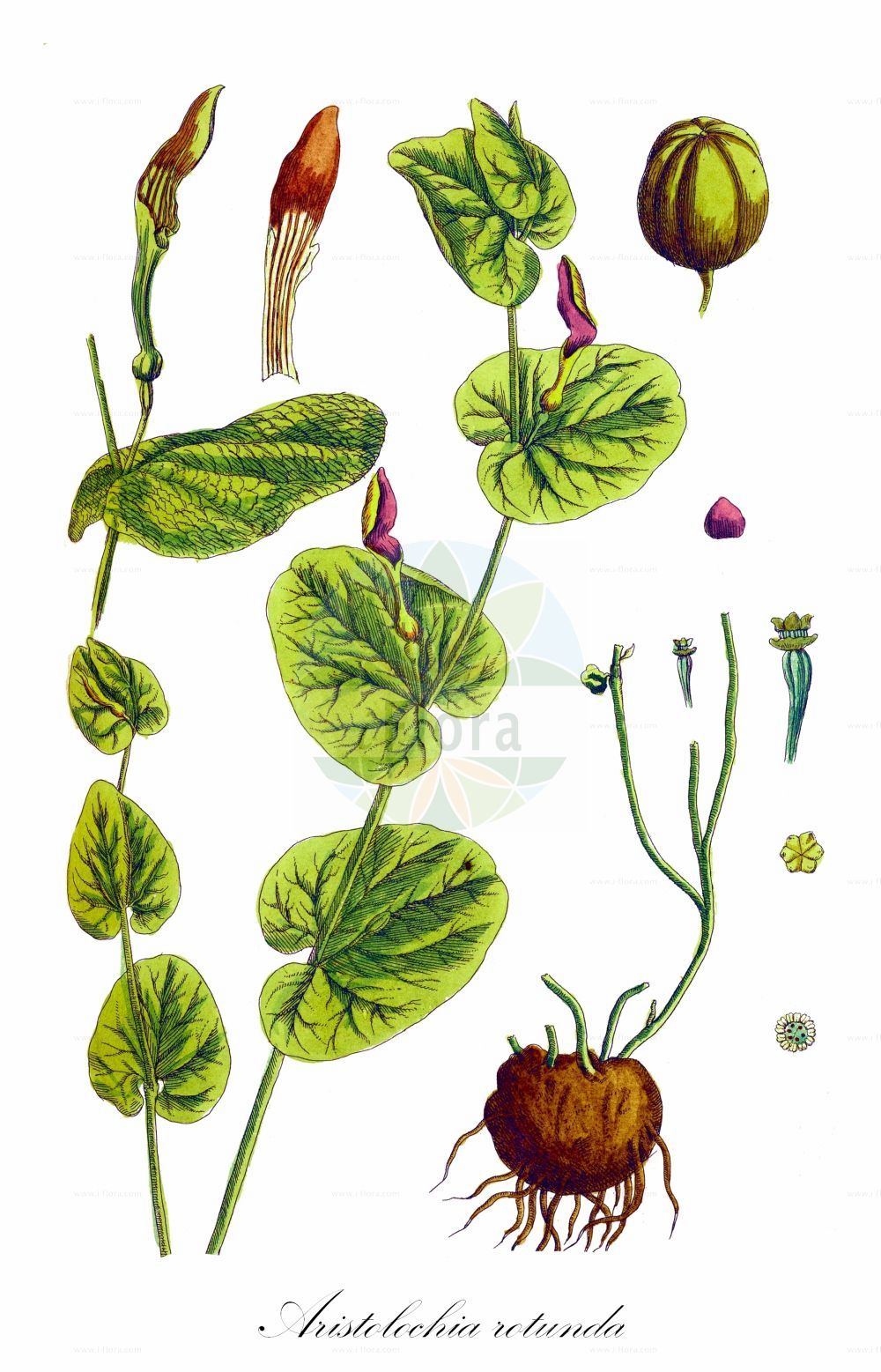 Aristolochia rotunda - Aristolochiaceae,Plantae,Pteridobiotina,Angiosperms,Piperales,Aristolochiaceae,Aristolochia,Aristolochia rotunda,Knollige Osterluzei;Rundknollige Osterluzei;smearwort;Aristoloche arrondie;aristoloche ronde;aristoloche à feuilles rondes;aristoloquia redonda;Aristolochia rotonda;кирказон округлый;zeravent otu;petrik;aristolòquia rodona;llengua rodona;okruglolisna vučja stopa;okroglolistni podraščec;кръглолистна вълча ябълка;αριστολοχία στρογγυλή