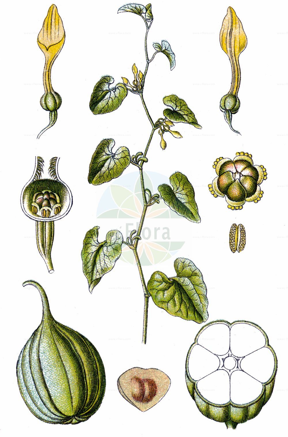 Aristolochia clematitis - Aristolochiaceae,Plantae,Pteridobiotina,Angiosperms,Piperales,Aristolochiaceae,Aristolochia,Aristolochia clematitis,Aristolochia clematitis f. undulata, Aristolochia infesta, Aristolochia quadriflora, Aristolochia tenuis,Osterluzei;Gewöhnliche Osterluzei;Echte Osterluzei;birthwort;aristoloche clématite;asarabacca;common birthwort;dutchman's pipe;Pipe;Aristoloche commune;aristoloche clématite;aristoloche des vignes;sarrasine;fanterne;poison de terre;pomerasse;ratelaine;aristoloquia clematidea;candiles;clematítide;Aristolochia clematite;aristolochia comune;erba astrologa;stallogi;echte pijpbloem;pijpbloem;aristolóquia;erva-bicha;кирказон ломоносовидный;кирказон обыкновенный;lohusaotu;kolumaqe;petrik;petriku kulpër;aristolòquia sarmentosa;žuta vučja stopa;hålort;hålrot;hjertebladet slangerod;slangerod;kokornak powojnikowy;navadni podraščec;közönséges farkasalma;podražec křovištní;cucurbețică;măr-lupului;mărul-lupului;vlkovec obyčajný;хвилівник звичайний;обикновена вълча ябълка;обикновената вълча ябълка;elulõngjas tobiväät;mežvīteņu aristolochija;legeholurt;piippuruohu;вучја јабука;вучја стопа;кокотиња;обична кокотиња;paprastoji kartuolė;αριστολόχια;αριστολοχία κληματίς