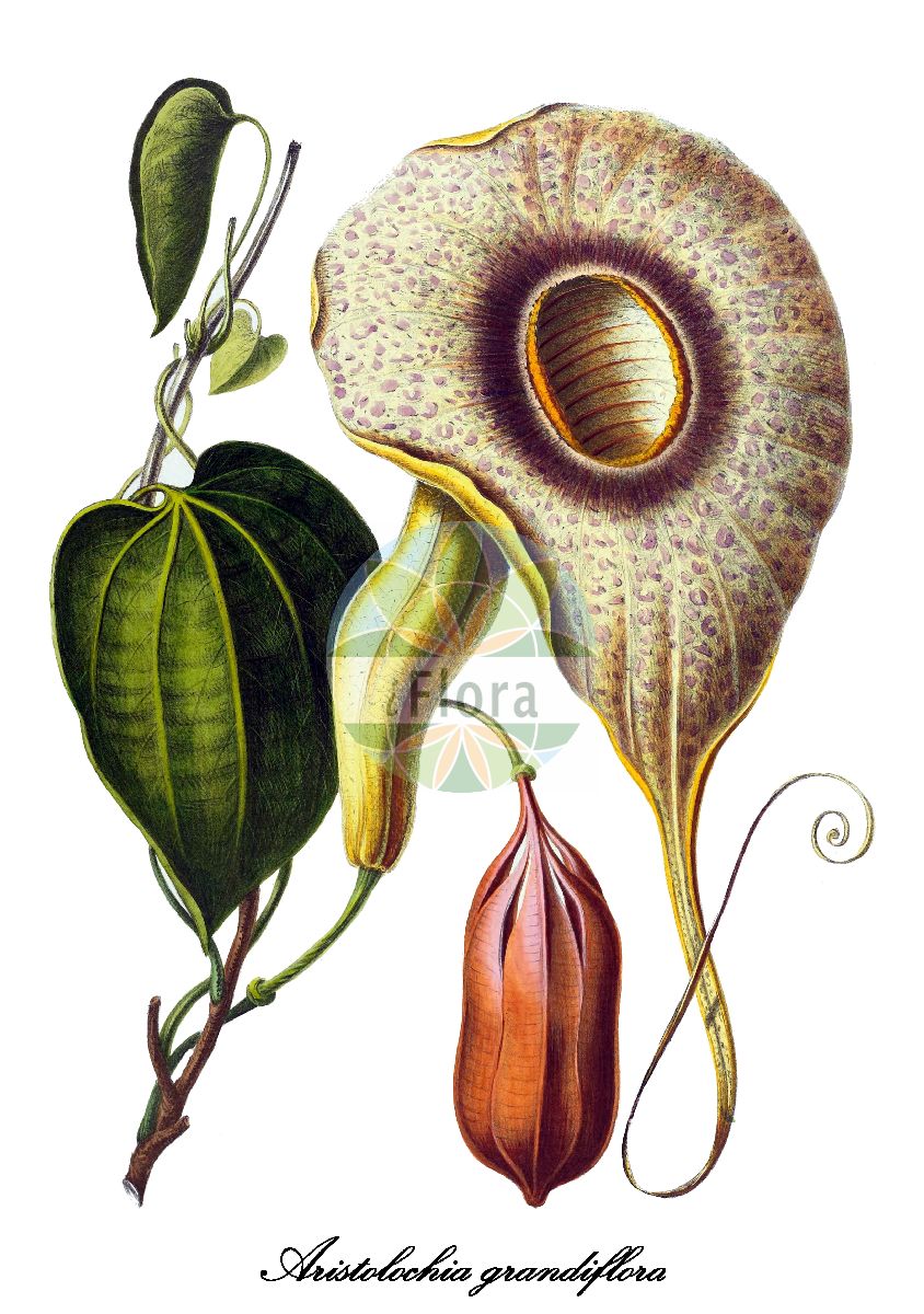 Aristolochia grandiflora - Aristolochiaceae,Plantae,Pteridobiotina,Angiosperms,Piperales,Aristolochiaceae,Aristolochia,Aristolochia grandiflora,Aristolochia foetens, Aristolochia gigantea, Aristolochia gigas, Aristolochia gigas var. sturtevantii, Aristolochia gorgona, Aristolochia grandiflora var. hookeri, Aristolochia pichinchensis, Aristolochia sturtevantii, Howardia foetens, Howardia grandiflora