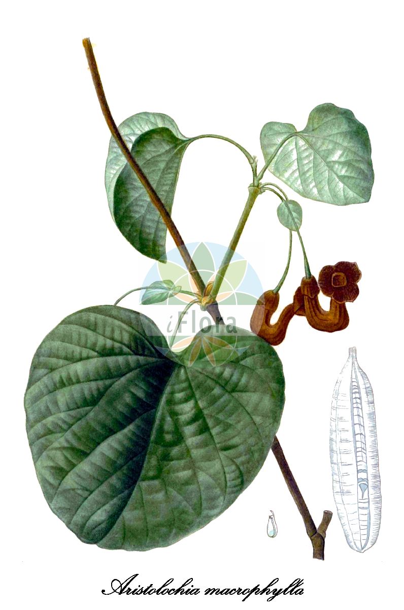 Aristolochia macrophylla - Aristolochiaceae,Plantae,Pteridobiotina,Angiosperms,Piperales,Aristolochiaceae,Aristolochia,Aristolochia macrophylla,Aristolochia arkasana, Aristolochia durior, Aristolochia frutescens, Aristolochia grandifolia, Aristolochia hitchcockii, Aristolochia sipho, Hocquartia macrophylla, Isiphia glabra, Isotrema durius, Isotrema macrophyllum, Isotrema sipho, Siphisia glabra, Siphisia macrophylla, Siphisia sipho, Siphisia sipho,Pfeifenwinde;Windende Osterluzei;Amerikanische Pfeifenwinde;dutchman's-pipe;aristoloche siphon;aristolochia a grandi foglie;aristolochia a pipa;кирказон крупнолистный;pipranka;tobakspibeplante;kokornak wielkolistny;nagylevelű pipavirág;podražec velkolistý;vlkovec veľkolistý;pipeholurt;lännen piippuköynnös;piippuköynnös