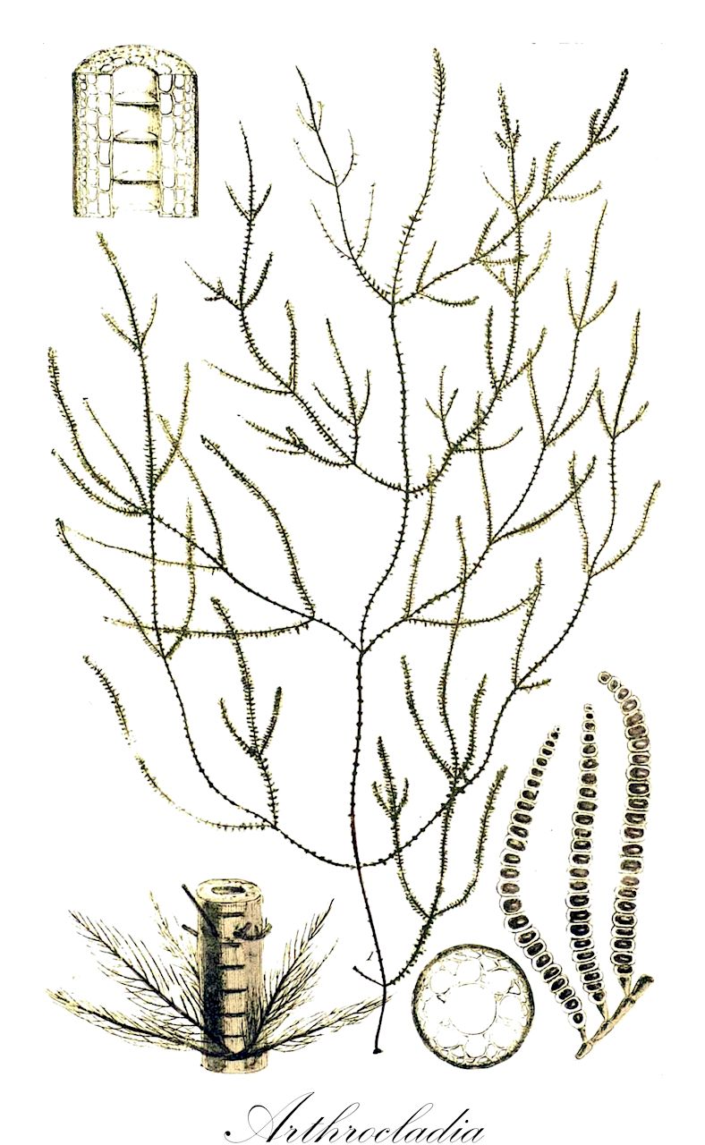 Arthrocladia - Orchidaceae,Biota,Chromista,Ochrophyta,Phaeophyceae,Desmarestiales,Arthrocladiaceae,Arthrocladia