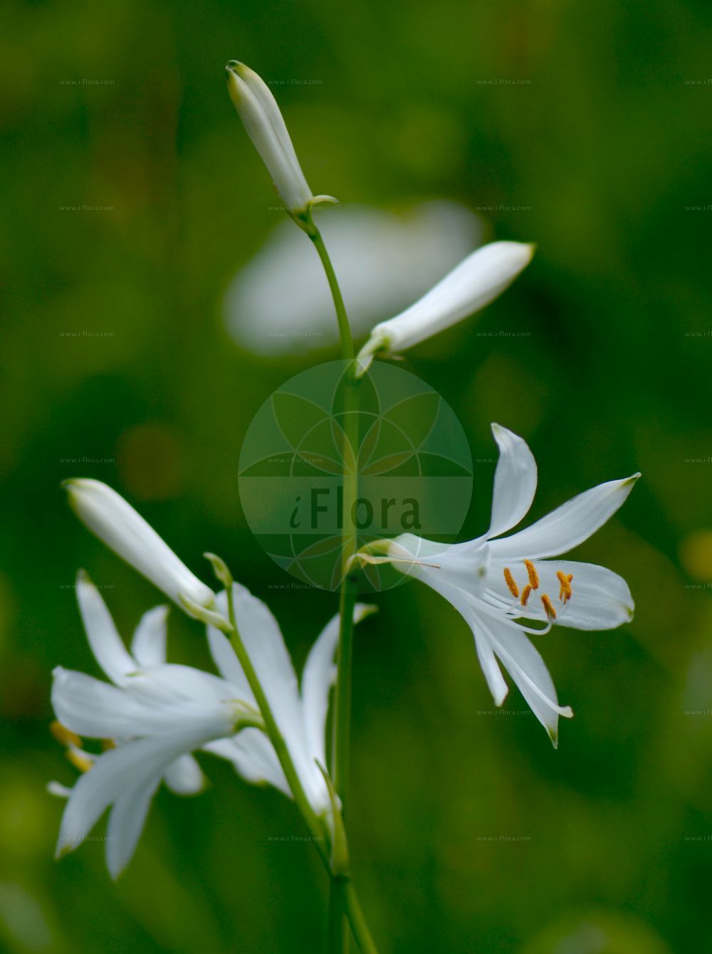 Paradisea liliastrum - Asparagaceae,Plantae,Pteridobiotina,Angiosperms,Asparagales,Asparagaceae,Paradisea,Paradisea liliastrum,Anthericum graminiforme, Anthericum grandiflorum, Anthericum liliastrum, Czackia liliastrum, Czackia liliiflora, Hemerocallis liliastrum, Liliastrum album, Liliastrum liliastrum, Liliastrum liliforme, Ornithogalum liliforme, Paradisea hemeroanthericoides, Phalangium liliastrum, Pleisolirion liliastrum,Weiße Trichterlilie;Paradieslilie;Alpen-Paradieslilie;Lis des Alpes;Paradisie;lis de St Bruno;paradisie faux lis;faux lis;lis de Saint-Bruno;lis des Allobroges;paradisie faux-lis;azucena silvestre;flor de lis;liliastro;liro de San Bruno;Paradisia;giglio de monte;paradijslelie;парадизея лилиевидная;paradísia;paradislilja