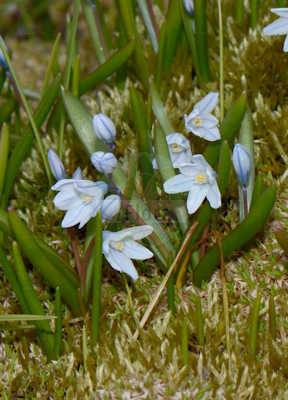 Puschkinia scilloides - Asparagaceae,Plantae,Pteridobiotina,Angiosperms,Asparagales,Asparagaceae,Puschkinia,Puschkinia scilloides,Adamsia scilloides, Puschkinia hyacinthoides, Puschkinia libanotica, Puschkinia scilloides var. libanotica, Puschkinia sicula,Kegelblume;Libanon-Kegelblume;Puschkinie a feuilles de scille;Puschkinia a foglie di scilla;buishyacint;пушкиния пролесковидная;porslinshyacint;porcelænshyacint;puszkinia cebulicowata;puskin csillagvirág;puškinie ladoňkovitá;puškínia scilovitá