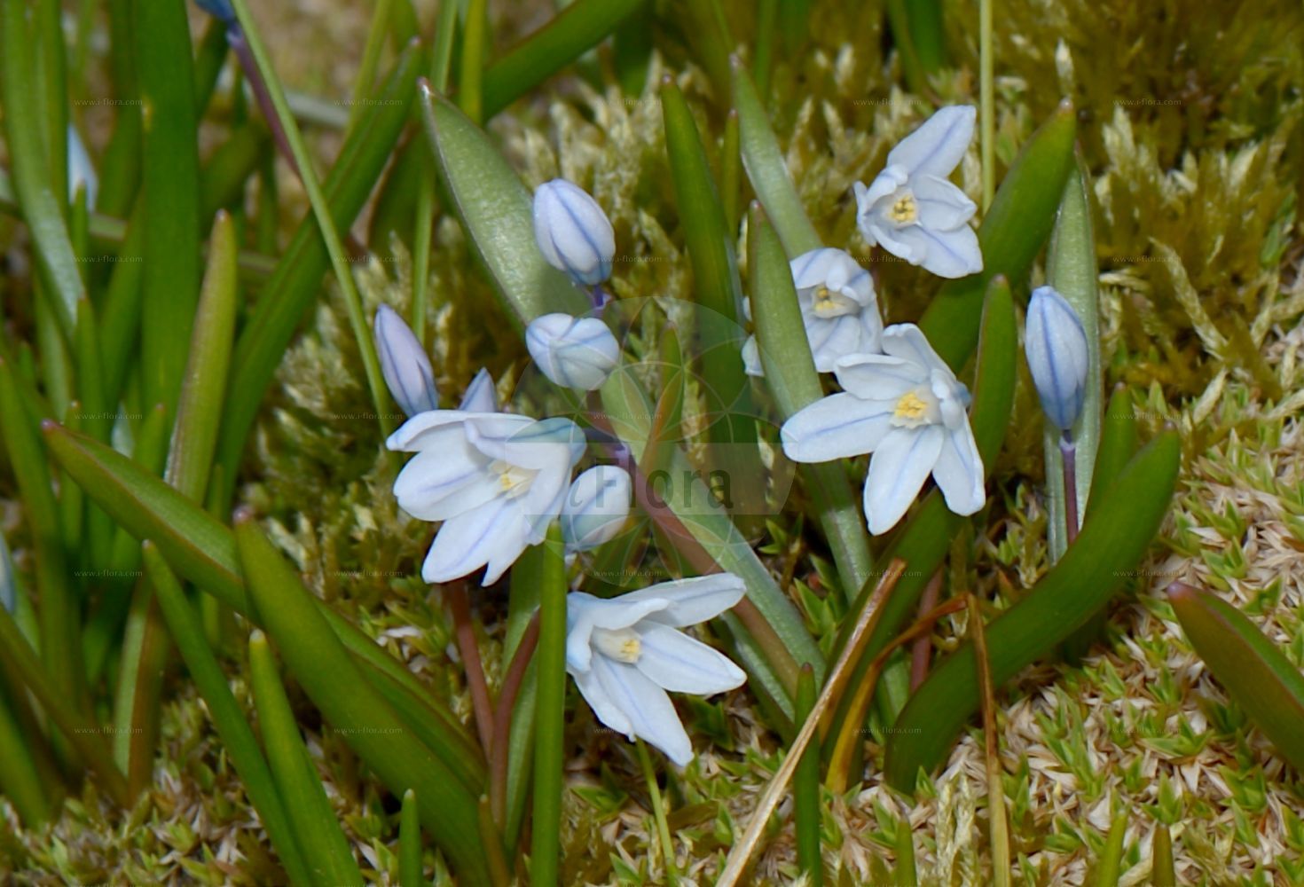 Puschkinia scilloides - Asparagaceae,Plantae,Pteridobiotina,Angiosperms,Asparagales,Asparagaceae,Puschkinia,Puschkinia scilloides,Adamsia scilloides, Puschkinia hyacinthoides, Puschkinia libanotica, Puschkinia scilloides var. libanotica, Puschkinia sicula,Kegelblume;Libanon-Kegelblume;Puschkinie a feuilles de scille;Puschkinia a foglie di scilla;buishyacint;пушкиния пролесковидная;porslinshyacint;porcelænshyacint;puszkinia cebulicowata;puskin csillagvirág;puškinie ladoňkovitá;puškínia scilovitá