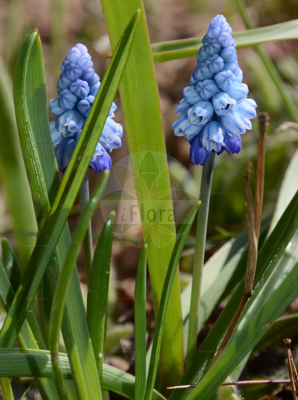 Muscari botryoides - Asparagaceae,Plantae,Pteridobiotina,Angiosperms,Asparagales,Asparagaceae,Muscari,Muscari botryoides,Botryanthus alpestris, Botryanthus boraeanus, Botryanthus candidus, Botryanthus compactus, Botryanthus conicus, Botryanthus festinus, Botryanthus heldreichii, Botryanthus kerneri, Botryanthus lelievrii, Botryanthus odorus var. compactus, Botryanthus vulgaris, Botryanthus vulgaris var. kerneri, Botryanthus vulgaris var. transsilvanicus, Botryphile botryoides, Czekelia transsylvanica, Eubotrys arvensis, Hyacinthus botryoides, Muscari alpinum, Muscari botryoides f. candicum, Muscari botryoides subsp. hungaricum, Muscari botryoides subsp. kerneri, Muscari botryoides subsp. lelievrii, Muscari botryoides subsp. longifolium, Muscari botryoides subsp. motelayi, Muscari botryoides subsp. transsilvanicum, Muscari botryoides var. lacteiflorum, Muscari botryoides var. lelievrii, Muscari carpaticum, Muscari hymenophorum, Muscari inodorum, Muscari kerneri, Muscari kerneri var. lacteiflorum, Muscari lelievrii, Muscari longifolium, Muscari motelayi, Muscari pocuticum, Muscari polyphyllum, Muscari transsilvanicum, Scilla inflata,Kleines Träubel;Kleine Traubenhyazinthe;Kleine Träubelhyazinthe;Baurebüble;Kleines Traubenhyazinthe;compact grape-hyacinth;common grape-hyacinth;muscari;common grape hyacinth;grape hyacinth;italian grape-hyacinth;small grape-hyacinth;Petit muscari;muscari botryde;muscari bleu;muscari botryoïde;muscari de Lelièvre;muscari en grappe;muscari raisin;jacinto ramoso;Muscari azzurro;muschini;muscari botrioide;druifhyacint;гадючий лук гроздиевидный;pështrik;calabruixa petita;mala presličica;pärlhyacint;almindelig perlehyacint;jagodasta hrušica;epergyöngyike;modřenec širolistý;porumbei;modrica širokolistá;modrinec širokolistý;гадюча цибулька гроновидна;гроздовидно кукувиче грозде;perleblom;пресличица;βορβός