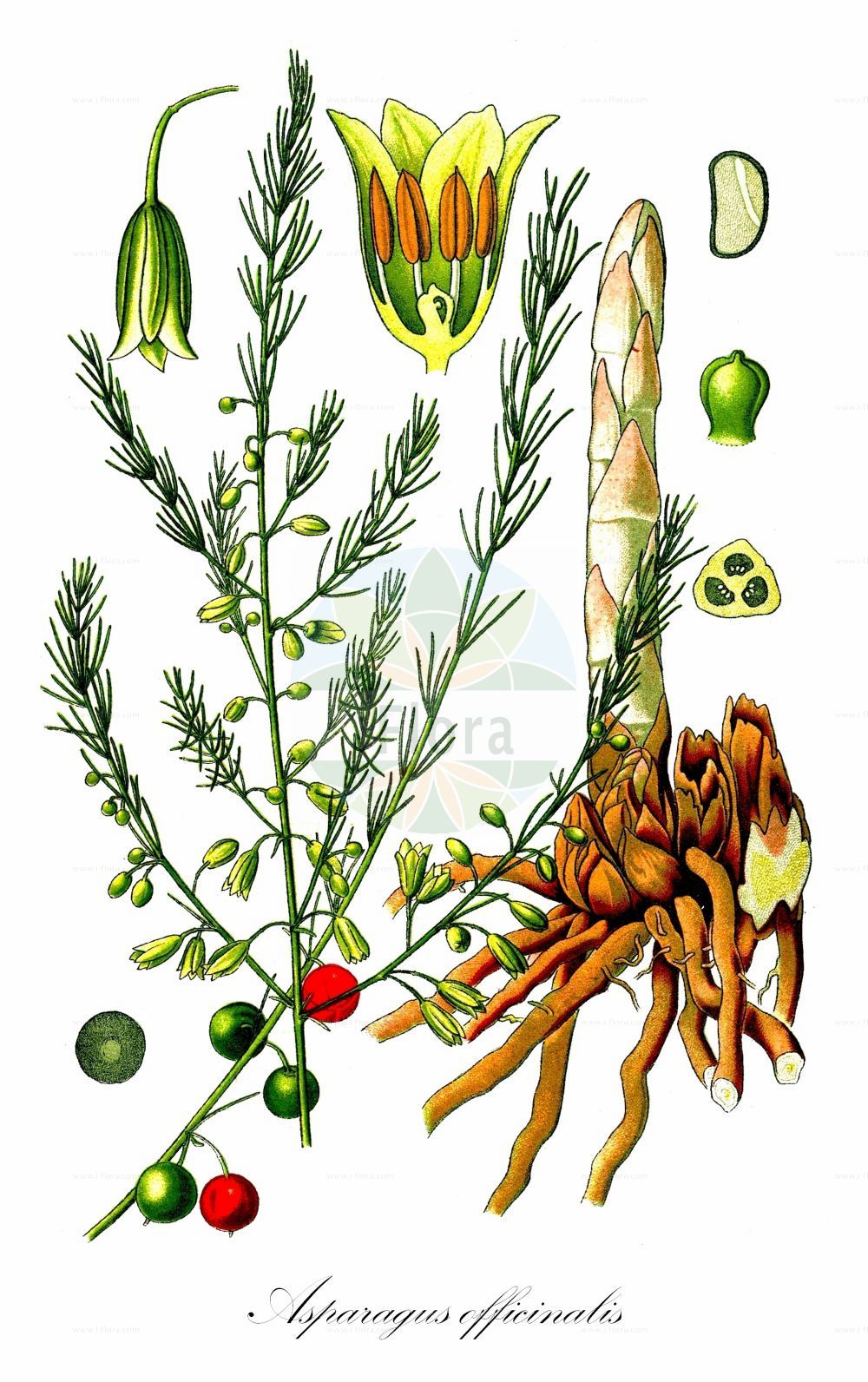Asparagus officinalis - Asparagaceae,Plantae,Pteridobiotina,Angiosperms,Asparagales,Asparagaceae,Asparagus,Asparagus officinalis,Asparagus altilis, Asparagus altilis subsp. oxycarpus, Asparagus altilis subsp. polyphyllus, Asparagus caspius, Asparagus caspius, Asparagus collinus, Asparagus esculentus, Asparagus fiorii, Asparagus hedecarpus, Asparagus hortensis, Asparagus littoralis, Asparagus officinalis subsp. officinalis, Asparagus officinalis subsp. polyphyllus, Asparagus officinalis var. altilis, Asparagus officinalis var. campestris, Asparagus officinalis var. collinus, Asparagus officinalis var. oxycarpus, Asparagus officinalis var. strictus, Asparagus oxycarpus, Asparagus paragus, Asparagus polyphyllus, Asparagus polyphyllus, Asparagus sativus, Asparagus scaber var. littoralis, Asparagus setiformis, Asparagus setiformis var. tenuior, Asparagus setiformis var. typicus, Asparagus tenuifolius, Asparagus trichophyllus var. medius, Asparagus vulgaris,Eigentlicher Gemüse-Spargel;Gemüse-Spargel;garden asparagus;garden asparagus;common asparagus;wild asparagus;Asperge officinale;asperge;esparrago;esparraguera;espárrago;espargo;esparguera;esparquer;esparquera;Asparago comune;asparagio;spaghero;asperge;spargel;tuinasperge;espargo;espargo-hortense;спаржа лекарственная;agave;shparguli;shpargulli i rëndomte;espareguera;espareguera d'hort;esparraguera;esparraguera d'hort;ljekovita šparoga;sparris;asparagus;asparges;szparag lekarski;oranda-kiji-kakushi;オランダキジカクシ;navadni beluš;közönséges spárga;nyúlárnyék;chřest lékařský;sparanghel;asparágus lekársky;špargľa lekárska;холодок лікарський;холодок прибережний;лечебна зайча сянка;медицинска аспержа;harilik aspar;ārstniecības asparāgs;asparges;ruokaparsa;asfaragus;אַספָּרָגוּס;vaistinis smidras;αγριοσπαράγγι;shí diāo bǎi;石刁柏