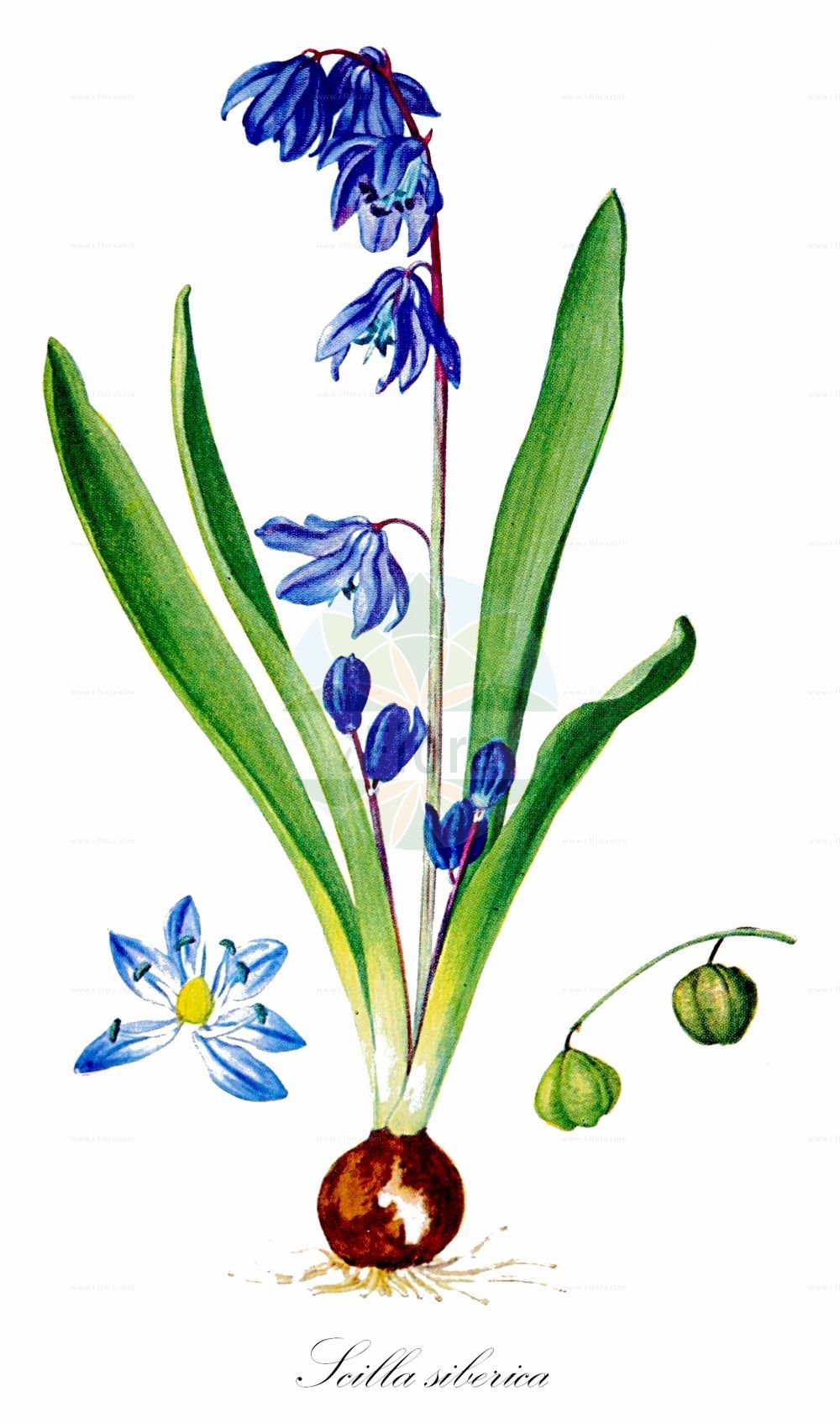 Scilla siberica - Asparagaceae,Plantae,Pteridobiotina,Angiosperms,Asparagales,Asparagaceae,Scilla,Scilla siberica,Othocallis siberica, Scilla cernua, Scilla praecox, Scilla pratensis, Scilla siberica var. gracilis,Sibirischer Blaustern;Blausternchen;Nickende Sternhyazinthe;siberian squill;Scille de Sibérie;Scilla siberiana;oosterse sterhyacint;пролеска сибирская;camışkıran;rysk blåstjärna;Russisk skilla;cebulica syberyjska;shirâ shiberika;シラーシベリカ;bókoló csillagvirág;ladoňka sibiřská;scila sibírska;проліска сибірська;harilik siniliilia;Sibīrijas zilsniedzīte;idänsinililja;sibirinė scylė
