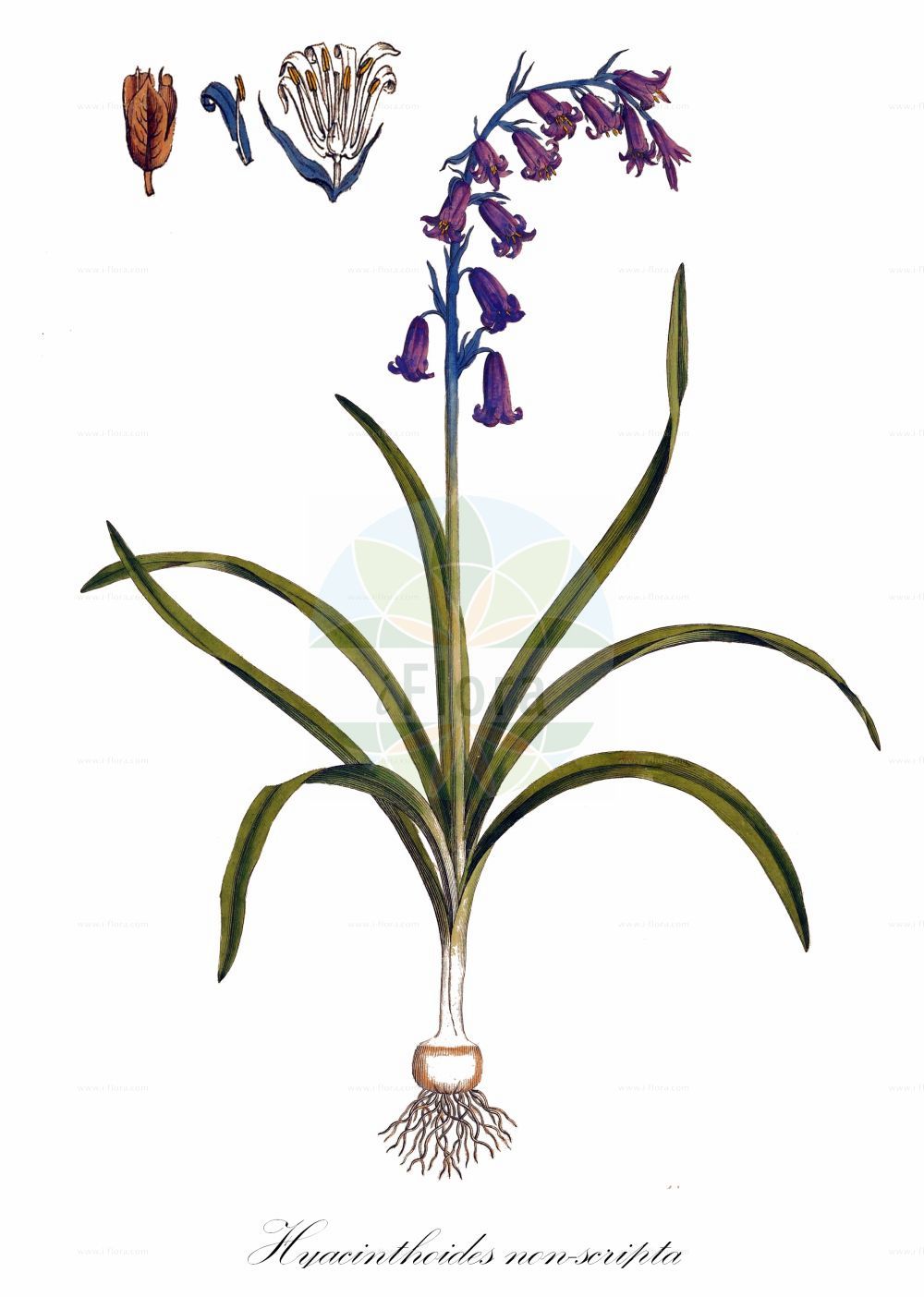 Hyacinthoides non-scripta - Asparagaceae,Plantae,Pteridobiotina,Angiosperms,Asparagales,Asparagaceae,Hyacinthoides,Hyacinthoides non-scripta,Agraphis cernua, Agraphis nutans, Endymion cernuus, Endymion lacaillei, Endymion non-scriptus, Endymion nutans, Hyacinthoides non-scripta, Hyacinthoides non-scripta var. cernua, Hyacinthus campanulatus, Hyacinthus cernuus, Hyacinthus non-scriptus, Hyacinthus nutans, Hyacinthus pratensis, Hylomenes non-scripta, Lagocodes belgica, Lagocodes cernua, Lagocodes nutans, Scilla cernua, Scilla festalis, Scilla nonscripta, Scilla non-scripta subsp. cernua, Scilla nutans, Syncodium nutans, Usteria hyacinthiflora, Usteria non-scripta, Usteria secunda,Englisches Hasenglöckchen;Hasenglöckchen;Gewöhnliches Hasenglöckchen;Atlantisches Hasenglöckchen;bluebell;english bluebell;wild hyacinth;Jacinthe sauvage;endymion penché;fausse jacinthe à feuilles non marquées;jacinthe des bois;petite jacinthe;scille penchée;jacinto silvestre;jacinto;jacinto de los bosques;jacinto no escrito;orquídea;Giacinto a fiori penduli;wilde hyacint;jacinto-dos-campos;engelsk klockhyacint;klokke-skilla;kimasta neprava hijacinta;angol kékcsengő;ladoňka britská;hyacintovec