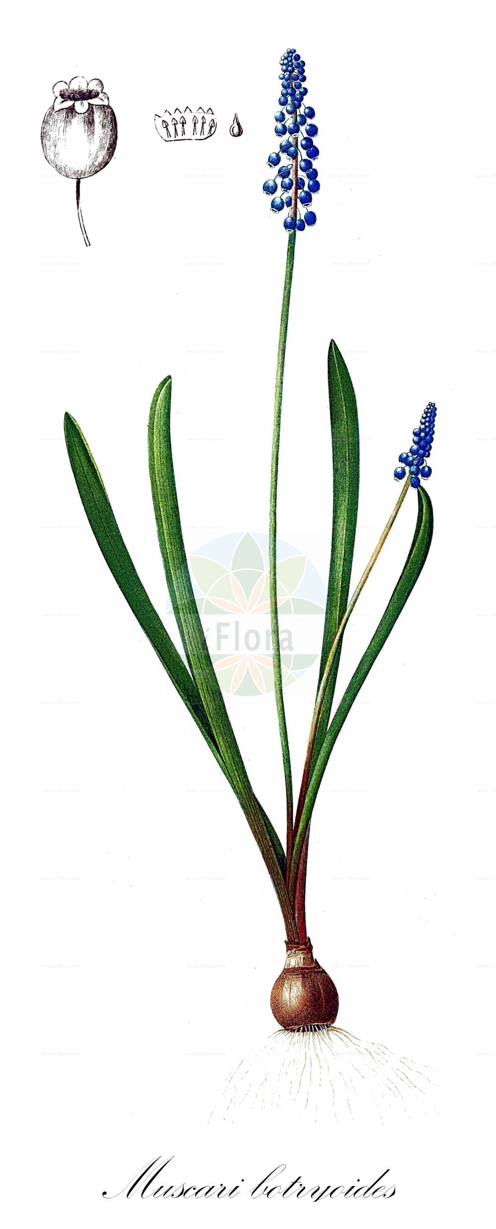Muscari botryoides - Asparagaceae,Plantae,Pteridobiotina,Angiosperms,Asparagales,Asparagaceae,Muscari,Muscari botryoides,Botryanthus alpestris, Botryanthus boraeanus, Botryanthus candidus, Botryanthus compactus, Botryanthus conicus, Botryanthus festinus, Botryanthus heldreichii, Botryanthus kerneri, Botryanthus lelievrii, Botryanthus odorus var. compactus, Botryanthus vulgaris, Botryanthus vulgaris var. kerneri, Botryanthus vulgaris var. transsilvanicus, Botryphile botryoides, Czekelia transsylvanica, Eubotrys arvensis, Hyacinthus botryoides, Muscari alpinum, Muscari botryoides f. candicum, Muscari botryoides subsp. hungaricum, Muscari botryoides subsp. kerneri, Muscari botryoides subsp. lelievrii, Muscari botryoides subsp. longifolium, Muscari botryoides subsp. motelayi, Muscari botryoides subsp. transsilvanicum, Muscari botryoides var. lacteiflorum, Muscari botryoides var. lelievrii, Muscari carpaticum, Muscari hymenophorum, Muscari inodorum, Muscari kerneri, Muscari kerneri var. lacteiflorum, Muscari lelievrii, Muscari longifolium, Muscari motelayi, Muscari pocuticum, Muscari polyphyllum, Muscari transsilvanicum, Scilla inflata,Kleines Träubel;Kleine Traubenhyazinthe;Kleine Träubelhyazinthe;Baurebüble;Kleines Traubenhyazinthe;compact grape-hyacinth;common grape-hyacinth;muscari;common grape hyacinth;grape hyacinth;italian grape-hyacinth;small grape-hyacinth;Petit muscari;muscari botryde;muscari bleu;muscari botryoïde;muscari de Lelièvre;muscari en grappe;muscari raisin;jacinto ramoso;Muscari azzurro;muschini;muscari botrioide;druifhyacint;гадючий лук гроздиевидный;pështrik;calabruixa petita;mala presličica;pärlhyacint;almindelig perlehyacint;jagodasta hrušica;epergyöngyike;modřenec širolistý;porumbei;modrica širokolistá;modrinec širokolistý;гадюча цибулька гроновидна;гроздовидно кукувиче грозде;perleblom;пресличица;βορβός