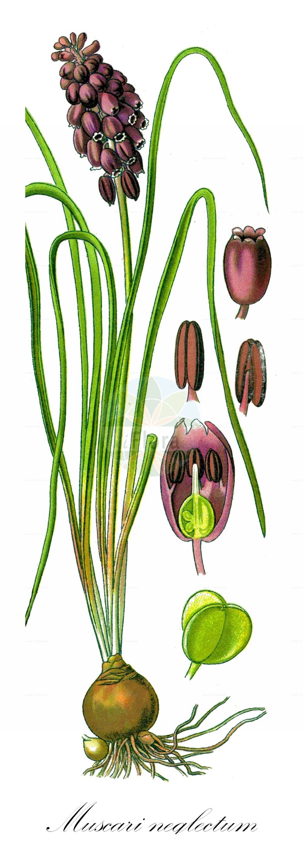 Muscari neglectum - Asparagaceae,Plantae,Pteridobiotina,Angiosperms,Asparagales,Asparagaceae,Muscari,Muscari neglectum,Botryanthus breviscapus, Botryanthus granatensis, Botryanthus lelievrii var. strangwaysii, Botryanthus mandraliscae, Botryanthus mordoanus, Botryanthus neglectus, Botryanthus neglectus var. speciosa, Botryanthus odorus, Botryanthus racemosus, Botryanthus sauli, Botryanthus speciosus, Botryanthus strangwaysii, Botryanthus vulgaris var. strangwaysii, Etheiranthus jacquinii, Eubotrys odoratus, Hyacinthus juncifolius, Hyacinthus neglectus, Hyacinthus racemosus, Leopoldia neumayerii, Muscari ammophilum, Muscari atlanticum subsp. alpinum, Muscari atlanticum var. valentinum, Muscari bootanense, Muscari bootanensis, Muscari botryoides var. bucharicum, Muscari breviscapum, Muscari bucharicum, Muscari compactum, Muscari conillii, Muscari dolioliforme, Muscari elwesii, Muscari flaccidum, Muscari fontqueri, Muscari grandifolium, Muscari grandifolium var. populeum, Muscari grandifolium var. rifanum, Muscari grossheimii, Muscari letourneuxii, Muscari leucostomum, Muscari leucostomum, Muscari macranthum, Muscari marianicum, Muscari mordoanum, Muscari neglectum f. bertramii, Muscari neglectum subsp. odorum, Muscari neglectum subsp. speciosum, Muscari neglectum var. atlanticum, Muscari neumayeri, Muscari nivale, Muscari odoratum, Muscari populeum, Muscari racemosum, Muscari racemosum var. albiflorum, Muscari racemosum var. alpinum, Muscari racemosum var. neglectum, Muscari racemosum var. pallidum, Muscari skorpili, Muscari speciosum, Muscari strangwaysii, Muscari szovitsianum, Muscari vandasii, Muscari vinyalsii, Muscari woronowii, Scilla suaveolens,Weinbergs-Träubel;Weinbergs-Traubenhyazinthe;Übersehene Träubelhyazinthe;Übersehene Traubenhyazinthe;Weinberg-Traubenhyazinthe;grape-hyacinth;starch grape hyacinth;common grape hyacinth;Muscari des vignes;muscari à grappes;muscari négligé;muscari à fleurs en grappe;muscari à grappe;muscari atlantique;muscari en grappe;muscari oublié;matacandiles;cebollina de Milano;agüelicos;ajo de perro;azulete;candiles;cebolla bravía;cebolla de lagarto;cebollita de milano;cebollón;chapín de reina;clavos de Dios;cojonitos;criadilla;espartillo;frailes;gatos;guitarrillos;hierba de los amores;hierba del querer;jacinto racimoso;jacinto silvestre;lloricas;macandil;mata del azulete;mayos;moras;nazarenos;pajarillos;penitentes;piececillo de Nuestro Señor;uvillas;Muscari ignorato;muscino;pentolini;grape hyacinth;muscari racemoso;enfuste;гадючий лук кистистый;гадючий лук незамеченный;гадючий лук пренебрегаемый;мускари кистистый;мускари незамеченный;мускари пренебрегаемый;мышиный гиацинт кистистый;мышиный гиацинт незамеченный;мышиный гиацинт пренебрегаемый;arap üzümü;müşkürüm;pështrik;pështriku me vile;all de bruixa;all de serp;allassa blava;barralet;calabruixa de quaresma;calabruixa petita;calabrulla;capblau;clau de Nostre Senyor;collblau;lliri d'ase;lliri dels sembrats;marcet;baluška mala;presličica;mörk pärlhyacint;liden perlehyacint;szafirek groniasty;grozdasta hrušica;fürtös gyöngyike;modřenec hroznatý;porumbei;zambila struguras;modrica nebadaná;modrinec zanedbaný;гадюча цибулька занедбана;вандазово кукувиче грозде;гроздовидно кукувиче грозде;киручесто кукувиче грозде;красиво кукувиче грозде;пренебрегнато кукувиче грозде;вилин лук;гроздаста пресличица;пресличица;kaddan na'eh;כַּדָּן נָאֶה;βορβός