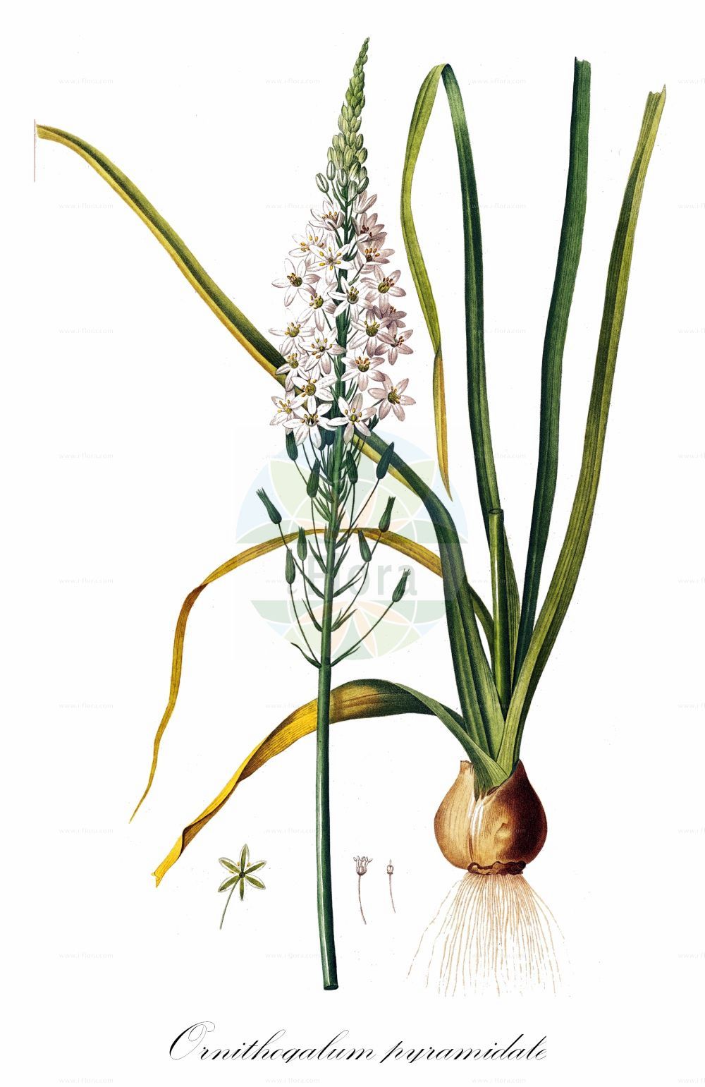 Ornithogalum pyramidale - Asparagaceae,Plantae,Pteridobiotina,Angiosperms,Asparagales,Asparagaceae,Ornithogalum,Ornithogalum pyramidale,Eustachys pyramidale, Loncomelos brevistylum, Loncomelos pyramidale, Ornithogalum brevistylum, Ornithogalum narbonense subsp. brevistylum,Pyramiden-Milchstern;ornithogale pyramidale;ornithogale à styles courts;cipollone bianco spigato;latte de gallina maggiore;piramidalno ptičje mlijeko;piramidacto ptičje mleko;nyúlánk madártej;snědek jehlancovitý;snědek krátkočnělečný;bălușcă;bledavka ihlancovitá;пирамидален гарвански лук