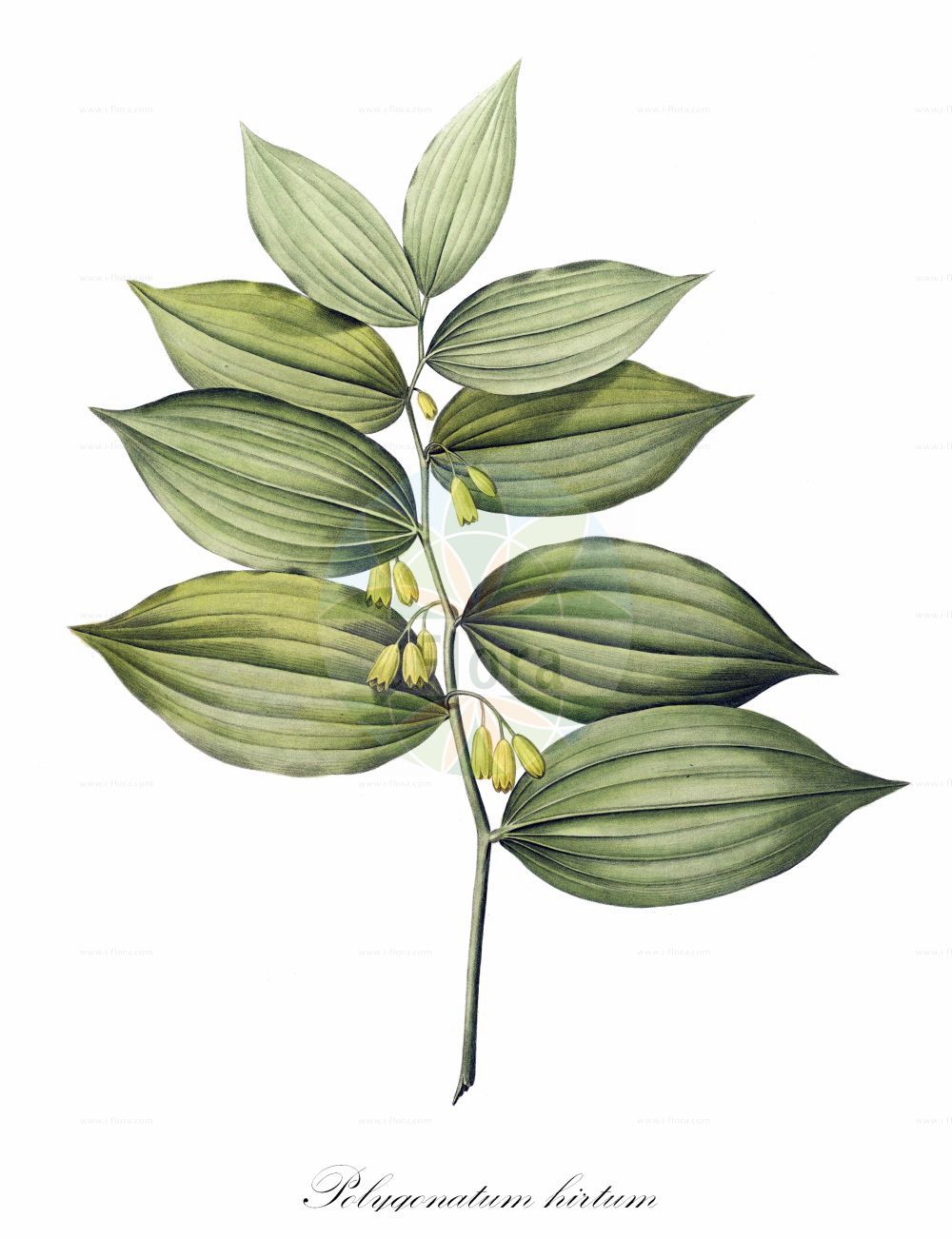 Polygonatum latifolium - Asparagaceae,Plantae,Pteridobiotina,Angiosperms,Asparagales,Asparagaceae,Polygonatum,Polygonatum latifolium,Convallaria hirta, Convallaria latifolia, Convallaria thunbergii, Polygonatum hirtum, Polygonatum latifolium f. variegatum, Polygonatum skorpili, Sigillaria hirta,Auen-Weißwurz;Breitblättriges Salomonssiegel;Breitblättrige Weißwurz;polygonate à larges feuilles;sigillo di Salomone peloso;купена широколистная;kıllı boğumluca;širokolisni Salamunov pečat;kokoryczka szerokolistna;širokolistni salomonov pečat;széleslevelű salamonpecsét;kokořík širolistý;pecetea lui Solomon;kokorík širokolistý;купина широколиста;широколистна момкова сълза;зализ;покосница