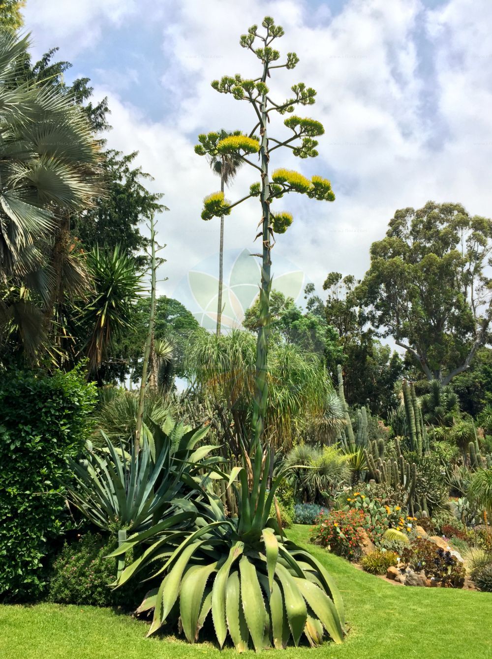 Agave americana - Asparagaceae,Plantae,Pteridobiotina,Angiosperms,Asparagales,Asparagaceae,Agave,Agave americana,Agave americana f. virginica, Agave americana var. variegata, Agave gracilispina, Agave ramosa, Agave salmiana var. gracilispina, Agave spectabilis, Agave theometel, Agave variegata, Agave virginica, Aloe americana,Amerikanische Agave;Agave;century plant;maguey;Agave d'Amérique;agave américain;faux aloès;agave;pita comun;maguey;cabuyá;pita común;acíbara;ágave;cardón;cimbara;donarda;javila;pita;pitaca;pitón;zábila;Agave;pitta;agave americana;piteira;caroata-acu;caroata-açu;agave;aloé-dos-cem-anos;cacto-da-praia;cacto-dos-cem-anos;pita;piteira-brava;piteira-de-boi;американская агава;агава американская;agave;atsavara;atsavara de tanques;donarda;figuerassa;filiagulla;maguei;pitalassa;piterassa;punyalera;američka agava;agave;アガベ;източен зюмбюл;lóng shé lán;龙舌兰