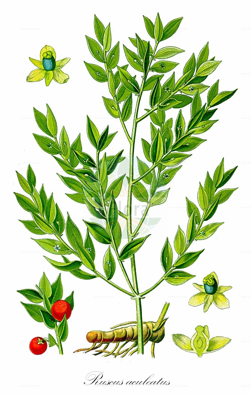Ruscus aculeatus - Asparagaceae,Plantae,Pteridobiotina,Angiosperms,Asparagales,Asparagaceae,Ruscus,Ruscus aculeatus,Oxymyrsine pungens, Ruscus aculeatus f. pumilus, Ruscus aculeatus subsp. laxus, Ruscus aculeatus var. angustifolius, Ruscus dumosus, Ruscus flexuosus, Ruscus laxus, Ruscus parasiticus, Ruscus ponticus,Stechender Mäusedorn;Stechmyrte;Myrtendorn;Dornmyrte;Gewöhnlicher Mäusedorn;Mäusedorn;butcher's-broom;Fragon piquant;Petit houx;fragon épineux;houx frelon;brusc;buis piquant;épine de rat;fisse-larron;myrte épineuse;myrte sauvage;acebillo;acebo menor;achibarba;albernera;arrayán morisco;arrayán silvestre;brujo;brusco;bucharreta;capio;carrasco;cegueras;chumbarda;cornicabra;escobina;garapincho;garceran;gibalbeira;hierba de los ratones;hoja de palma;jusbarda;lapiceros;mesquita;mirto de los judíos;orusco;palmas;ramo de las guindas;rascacú;rusco;sardonera;vara de San José;verdenace;zaquemí;Ruscolo pungitopo;bruscolo;pungitopo;rusco;pungitopo comune;muizendoorn;azevinho-menor;bayoba;chusbarqueira;erva-dos-vasculhos;esfolinhadeira;gilbalbeira;gilbarbeiro;gilberdeira;mesquita;picanceira;picantel;pica-rato;silbarda;uvas-de-cão;xarda;xardinha;xibalbeira;xilbarbeira;иглица колючая;tavşanmemesi;rrushkull;rrushkulli shpues;boix mari;boix mascle;brusc;brusca;búfal;cirerer de Betlem;cireretes del Bon Pastor;cireretes guindes;datzerà;gallaranc;galserà;galzean;galzeran;galzeran petit;gavons;guindes del Bon Pastor;herba de sant Bonifaci;herba erisipelera;llorer bord;mata aranyes;rusc;bodljikava veprina;stickmyrten;myszopłoch kolczasty;ruszczyk kolczasty;bodeča lobodika;szúrós csodabogyó;ghimpe;listnatec čipkový;рускус понтійський;бодлив залист;див чемшир;миши чемшир;оштролисна кострика;etzbonit hachoresh;עֶצְבּוֹנִית הַחֹרֶשׁ;λαγομηλιά;arkasahatsa;basarrayana;beharri-belara;erkatza;errats;giñarra;idulentzi;ispelko