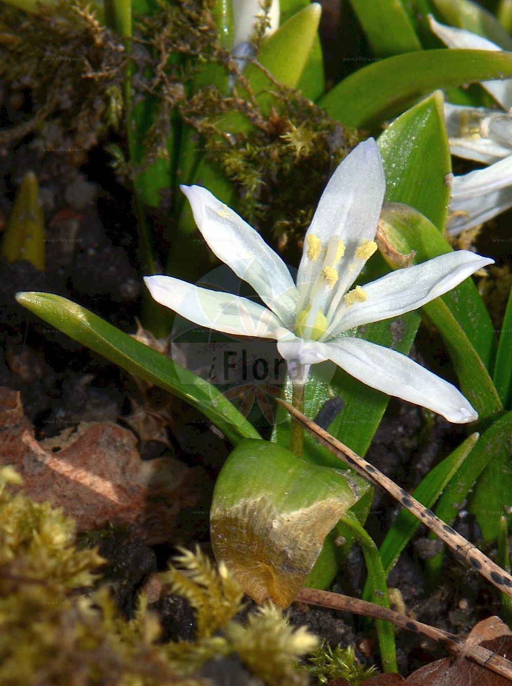 Scilla mischtschenkoana - Asparagaceae,Plantae,Pteridobiotina,Angiosperms,Asparagales,Asparagaceae,Scilla,Scilla mischtschenkoana,Othocallis mischtschenkoana, Scilla diziensis, Scilla grossheimii, Scilla tubergeniana, Scilla zangezura,Hellblütige Sternhyazinthe;scille blanche;streephyacint;ladoňka Tubergenova;persiansinililja