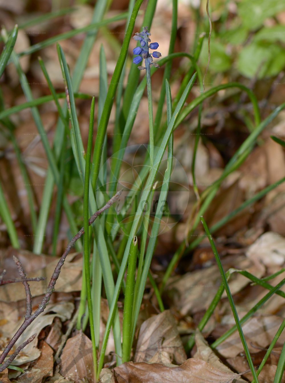 Muscari aucheri - Asparagaceae,Plantae,Pteridobiotina,Angiosperms,Asparagales,Asparagaceae,Muscari,Muscari aucheri,Botryanthus aucheri, Muscari lingulatum, Muscari sintenisii, Muscari tubergenianum,Aucher-Traubenhyazinthe