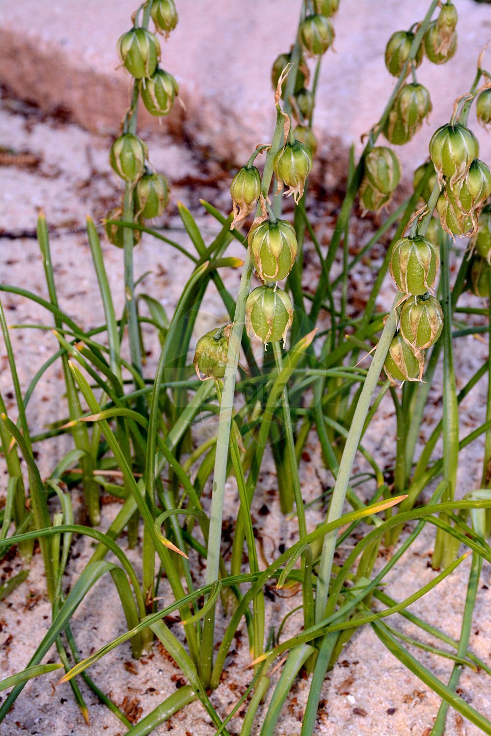 Ornithogalum nutans - Asparagaceae,Plantae,Pteridobiotina,Angiosperms,Asparagales,Asparagaceae,Ornithogalum,Ornithogalum nutans,Albucea chlorantha, Albucea neapolitana, Albucea nutans, Brizophile nutans, Honorius nutans, Honorius prasandrus, Hyacinthus myogalea, Ifuon nutans, Myogalum affine, Myogalum nutans, Myogalum nutans subsp. prasandrum, Myogalum prasandrum, Myogalum thirkeanum, Ornithogalum aserni, Ornithogalum chloranthum, Ornithogalum nutans subsp. prasandrum, Ornithogalum prasandrum,Nickender Milchstern;drooping star-of-bethlehem;nodding star-of-bethlehem;Ornithogale penché;ornithogale penchée;etoile de Bethléhem;étoile de Bethléhem;étoile de Béthléhem;matacandiles;verita de San Jose;verita de San José;Latte di gallina a fiori penduli;miogala;latte di gallina pendente;knikkende vogelmelk;tükrükotu;kimajuće ptičje mlijeko;aftonstärnor;aftonstjärna;nikkende fuglemælk;śniedek zwisły;kimastocvetno ptičje mleko;bókoló sárma;snědek nicí;bledavka ovisnutá;наведен гарвански лук;nikkestjerne