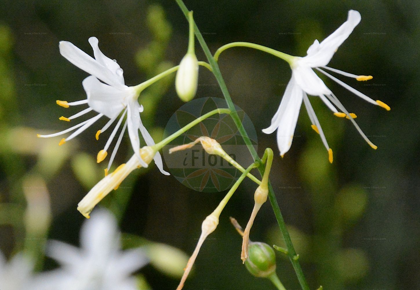 Anthericum ramosum - Asparagaceae,Plantae,Pteridobiotina,Angiosperms,Asparagales,Asparagaceae,Anthericum,Anthericum ramosum,Anthericum dorsetii, Anthericum gracile, Anthericum non-scriptum, Endogona ramosa, Liliago ramosa, Ornithogalum ramosum, Pessularia ramosa, Phalangites ramosus,Ästige Graslilie;Rispige Graslilie;branched st bernard's-lily;spiderwort;Anthéric rameux;phalangère rameuse;anthéricum rameux;patte d'araignée;herbe à l'araignée;phalangère ramifiée;phalangium rameux;flor de araña;Lilioasfodelo minore;vertakte graslelie;венечник ветвистый;антерикум ветвистый;dallı örümcekotu;mjekërdhiza e degëzuar;razgranjena vesika;liten sandlilja;grenet edderkopurt;pajęcznica gałęzista;navadni kosmuljek;ágas homokliliom;bělozářka větevnatá;liliuță;păienjenel;jagavka konáristá;jagavka vetvistá;віхалка гілляста;разклонен венечник;разклонена пауника;haarahietalilja;граната висика;лилија;šakotasis šiaudenis