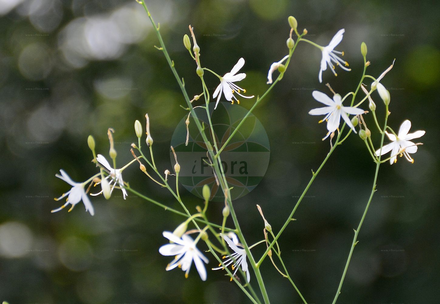 Anthericum ramosum - Asparagaceae,Plantae,Pteridobiotina,Angiosperms,Asparagales,Asparagaceae,Anthericum,Anthericum ramosum,Anthericum dorsetii, Anthericum gracile, Anthericum non-scriptum, Endogona ramosa, Liliago ramosa, Ornithogalum ramosum, Pessularia ramosa, Phalangites ramosus,Ästige Graslilie;Rispige Graslilie;branched st bernard's-lily;spiderwort;Anthéric rameux;phalangère rameuse;anthéricum rameux;patte d'araignée;herbe à l'araignée;phalangère ramifiée;phalangium rameux;flor de araña;Lilioasfodelo minore;vertakte graslelie;венечник ветвистый;антерикум ветвистый;dallı örümcekotu;mjekërdhiza e degëzuar;razgranjena vesika;liten sandlilja;grenet edderkopurt;pajęcznica gałęzista;navadni kosmuljek;ágas homokliliom;bělozářka větevnatá;liliuță;păienjenel;jagavka konáristá;jagavka vetvistá;віхалка гілляста;разклонен венечник;разклонена пауника;haarahietalilja;граната висика;лилија;šakotasis šiaudenis