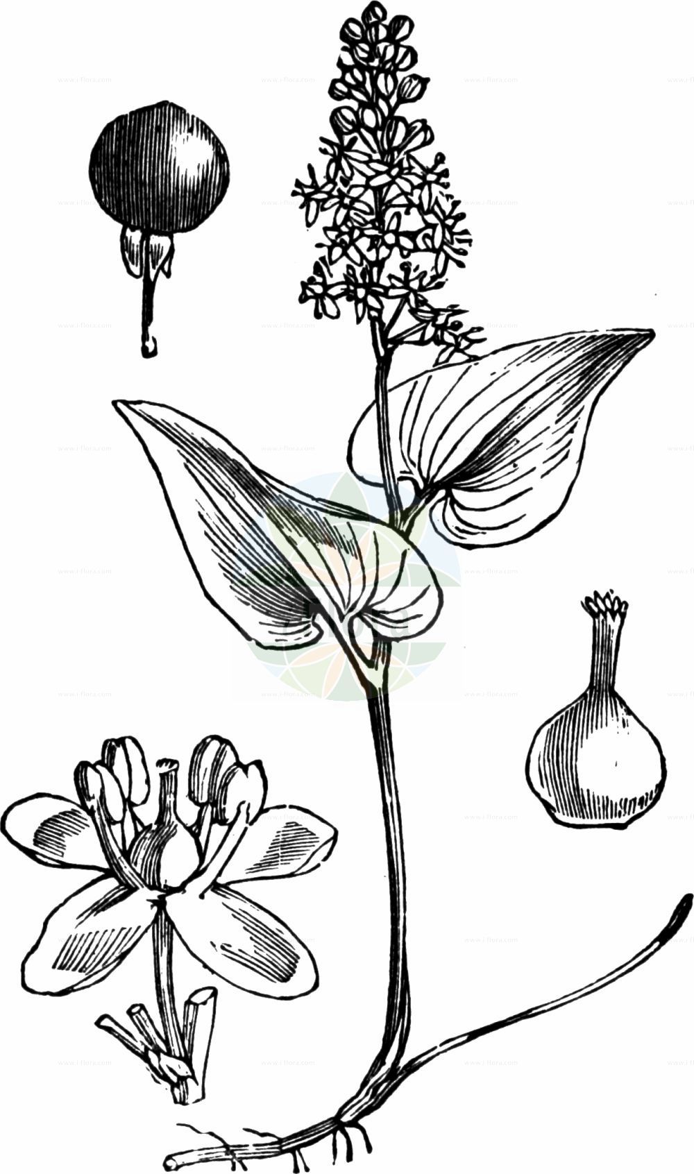 Maianthemum bifolium - Asparagaceae,Plantae,Pteridobiotina,Angiosperms,Asparagales,Asparagaceae,Maianthemum,Maianthemum bifolium,Bifolium cordatum, Convallaria bifolia, Convallaria cordifolia, Convallaria monophylla, Convallaria pulchella, Convallaria quadrifida, Convallaria tetrapetala, Maia bifolia, Maianthemum convallaria, Maianthemum cordifolium, Maianthemum nipponicum, Maianthemum smilacinum, Monophyllon lobelii, Sciophila convallarioides, Smilacina bifolia, Smilacina bifolia, Smilacina cordifolia, Styrandra bifolia, Styrandra petiolaris, Unifolium bifolium, Unifolium bifolium f. monophyllum, Unifolium bifolium subvar. hirtellum, Unifolium bifolium var. canadense, Unifolium quadrifidum, Valentinia bifolia,Zweiblättrige Schattenblume;Schattenblume;Schattenblümchen;Zweiblättriges Schattenblümchen;may lily;twin-leaved lily of the valley;Maïanthème à deux feuilles;Petit muguet;fleur de mai;gazon du Parnasse;petit lis des vallées;Gramigna di parnasso;fior di maggio a due foglie;dalkruid;майник двулистный;maiàntem;dvolisni pocijep;ekorrbär;Majblomst;konwalijka dwulistna;dvolistna senčnica;árnyékvirág;pstroček dvoulistý;lacramită;tôňovka dvojlistá;веснівка дволиста;maiblom;вранино око;wǔ hè cǎo;舞鹤草