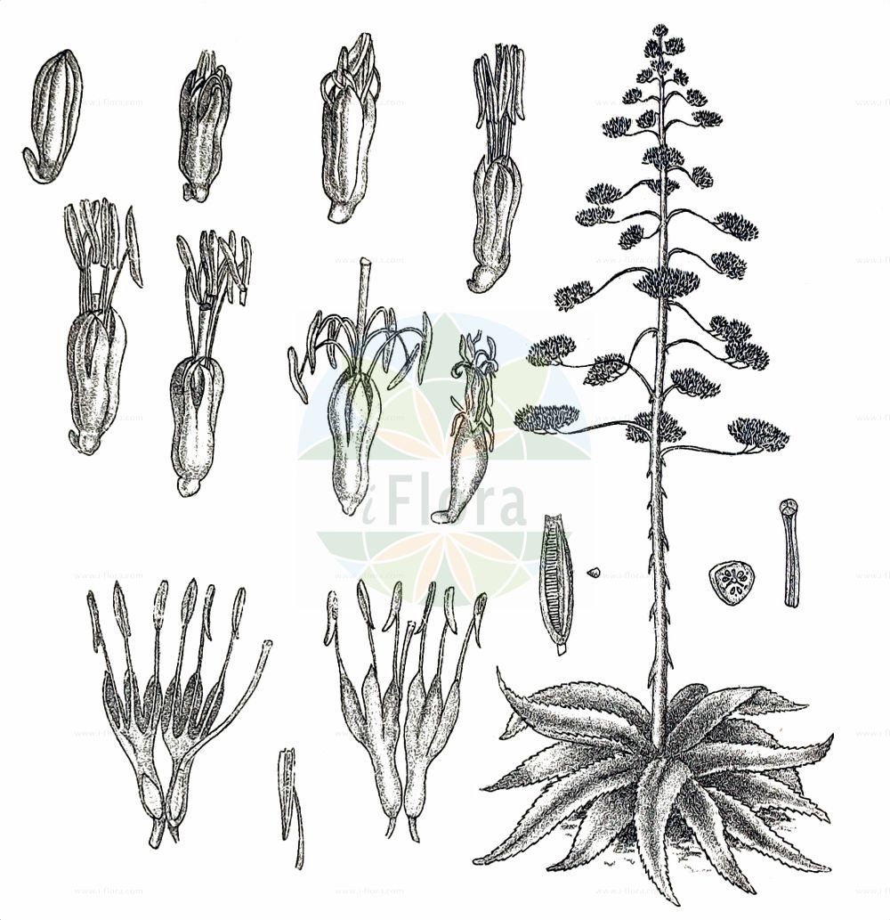 Agave americana - Asparagaceae,Plantae,Pteridobiotina,Angiosperms,Asparagales,Asparagaceae,Agave,Agave americana,Agave americana f. virginica, Agave americana var. variegata, Agave gracilispina, Agave ramosa, Agave salmiana var. gracilispina, Agave spectabilis, Agave theometel, Agave variegata, Agave virginica, Aloe americana,Amerikanische Agave;Agave;century plant;maguey;Agave d'Amérique;agave américain;faux aloès;agave;pita comun;maguey;cabuyá;pita común;acíbara;ágave;cardón;cimbara;donarda;javila;pita;pitaca;pitón;zábila;Agave;pitta;agave americana;piteira;caroata-acu;caroata-açu;agave;aloé-dos-cem-anos;cacto-da-praia;cacto-dos-cem-anos;pita;piteira-brava;piteira-de-boi;американская агава;агава американская;agave;atsavara;atsavara de tanques;donarda;figuerassa;filiagulla;maguei;pitalassa;piterassa;punyalera;američka agava;agave;アガベ;източен зюмбюл;lóng shé lán;龙舌兰