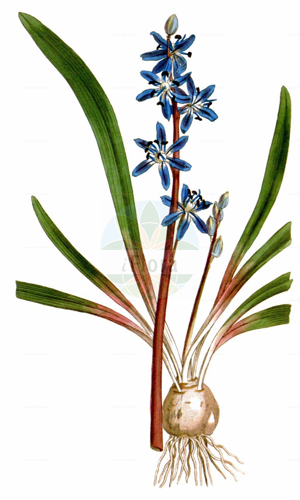Scilla amoena - Asparagaceae,Plantae,Pteridobiotina,Angiosperms,Asparagales,Asparagaceae,Scilla,Scilla amoena,Hyacinthus amoenus, Othocallis amoena, Othocallis amoena, Scilla amara,Schöner Blaustern;Schöne Sternhyazinthe;scille amène;scille élégante;keleş sümbül;tuvig blåstjärna;kedves csillagvirág;ladoňka příjemná;ladoňka tmavomodrá;градински синчец