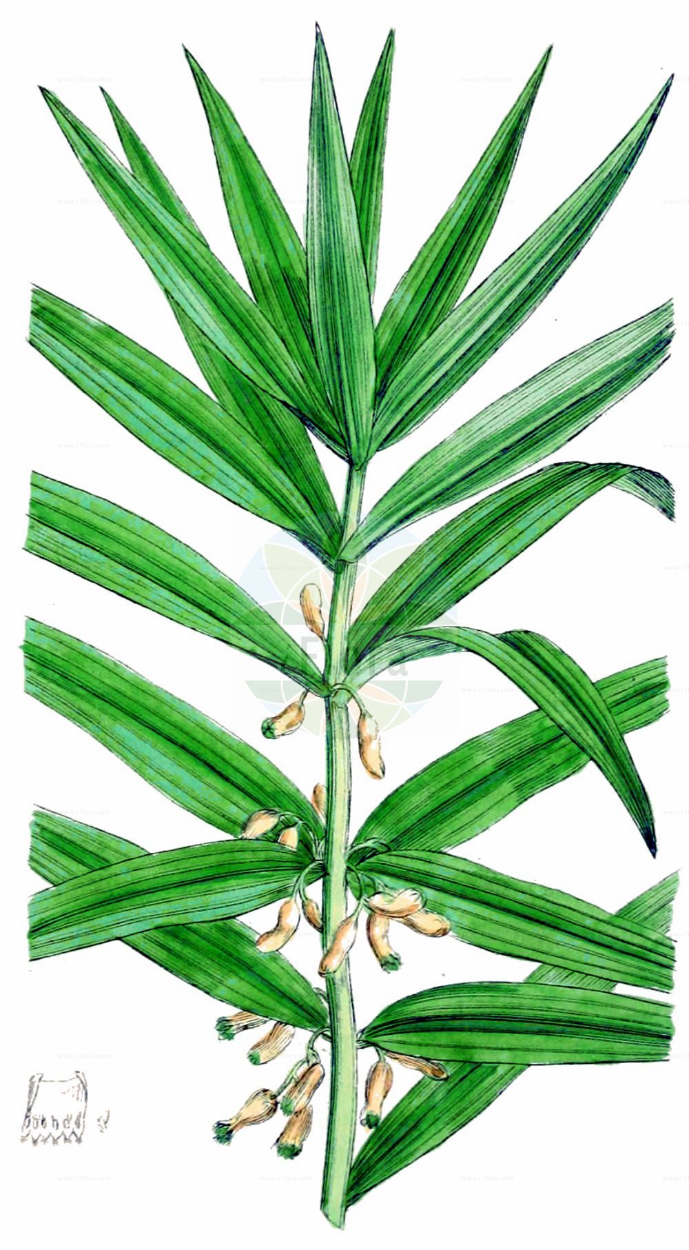 Polygonatum verticillatum - Asparagaceae,Plantae,Pteridobiotina,Angiosperms,Asparagales,Asparagaceae,Polygonatum,Polygonatum verticillatum,Campydorum verticillatum, Convallaria leptophylla, Convallaria stellifolia, Convallaria verticillata, Evallaria verticillata, Polygonatum angustifolium, Polygonatum erythrocarpum, Polygonatum jacquemontianum, Polygonatum kansuense, Polygonatum leptophyllum, Polygonatum macrophyllum, Polygonatum minutiflorum, Polygonatum roseum, Polygonatum verticillatum subsp. stellifolium, Polygonatum verticillatum var. gracile, Sigillum verticillatum, Troxilanthes angustifolia,Quirl-Weißwurz;Quirlblättrige Weißwurz;Quirlblättriges Salomonssiegel;whorled solomon's-seal;Sceau de Salomon verticillé;polygonate verticillé;sceau-de-Salomon à feuilles verticillées;sceau-de-Salomon verticillé;poligonato;poligonia de hojas estrechas;sello de Salomón;sello de Santa María;sello verticillado;Sigillo di Salomone verticillato;sigillo de Salomone verticillato;kranssalomonszegel;купена мутовчатая;bolboğum;poligonatë;segell verticil·lat;pršljenasti Salamunov pečat;kransrams;krans-konval;kokoryczka okółkowa;vretenčasti salomonov pečat;pávafarkú salamonpecsét;kokořík přeslenitý;kokorík praslenatý;купина кільчаста;прешленеста момкова сълза;mieturu mugurene;kranskonvall;многолистан зализ;пршљенаста покосница;menturlapė baltašaknė;lún yè huán gjīng;轮叶黄精