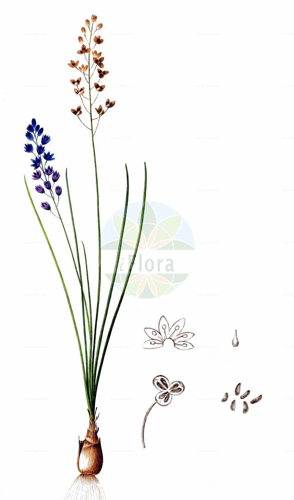 Prospero autumnale - Asparagaceae,Plantae,Pteridobiotina,Angiosperms,Asparagales,Asparagaceae,Prospero,Prospero autumnale,Anthericum autumnale, Genlisa autumnalis, Hyacinthus autumnalis, Ornithogalum autumnale, Prospero cyrenaicum, Prospero holzmannium, Prospero pulchellum, Prospero scythicum, Scilla autumnalis, Scilla autumnalis f. albiflora, Scilla autumnalis f. dumetorum, Scilla autumnalis subsp. latifolia, Scilla autumnalis var. corsica, Scilla autumnalis var. cyrenaica, Scilla autumnalis var. gallica, Scilla autumnalis var. gracillima, Scilla autumnalis var. longipes, Scilla autumnalis var. pulchella, Scilla autumnalis var. purpurascens, Scilla autumnalis var. racemosa, Scilla cyrenaica, Scilla dumetorum, Scilla gallica, Scilla holzmannia, Scilla longipes, Scilla pulchella, Scilla racemosa, Scilla scythica, Stellaris autumnalis, Urginea autumnalis,Herbst-Blaustern;Herbst-Sternhyazinthe;autumn squill;jacinthe étoilée;scille automnale de Corse;scille d'automne;scille de Corse;escila de otoño;scilla autumnale;cebola-albarrã;cila-de-outubro;пролеска осенняя;boçka e vjeshtës;boçkë;escil·la tardoral;jesenski procjepak;osrečnica;őszi csillagvirág;scila jesenná;проліска осіння;есенен синчец;позни зумбул;ben=chatzav sitvani;בֶּן=חָצָב סִתְוָנִי;għansar tal-ħarifa;بصل الفار;σκίλα