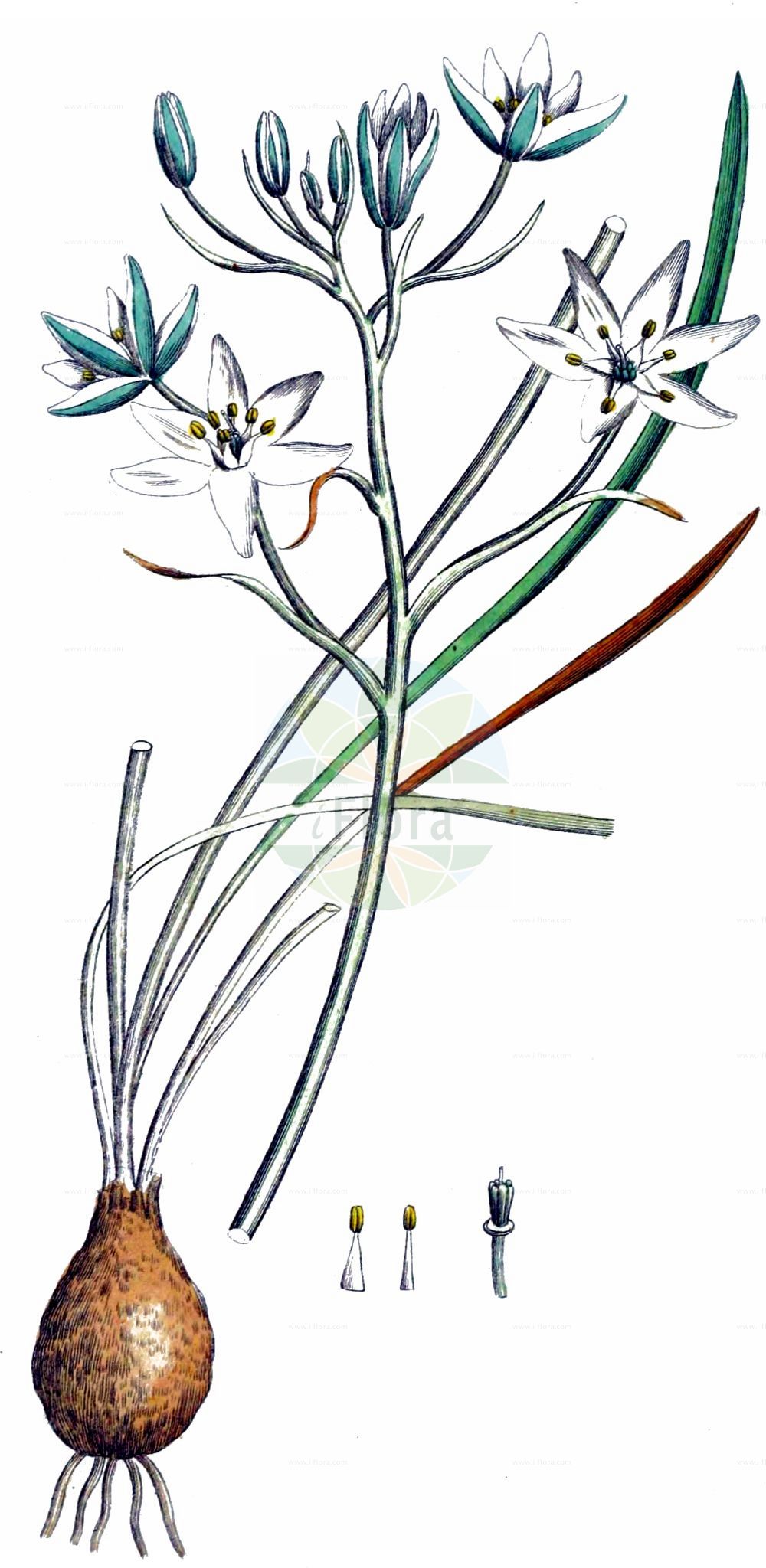 Ornithogalum - Asparagaceae,Biota,Plantae,Pteridobiotina,Tracheophyta,Liliopsida,Asparagales,Asparagaceae,Ornithogalum,× Honogalum, Albucea, Aspasia, Avonsera, Beryllis, Brizophile, Caruelia, Cathissa, Celsia, Eliokarmos, Elsiea, Eustachys, Fenelonia, Galtonia, Honorius, Ifuon, Lomaresis, Loncomelos, Loncoxis, Melomphis, Myanthe, Myogalum, Neopatersonia, Nicipe, Parthenostachys, Phaeocles, Raphelingia, Raxamaris, Tomoxis, Tritriela, Virdika