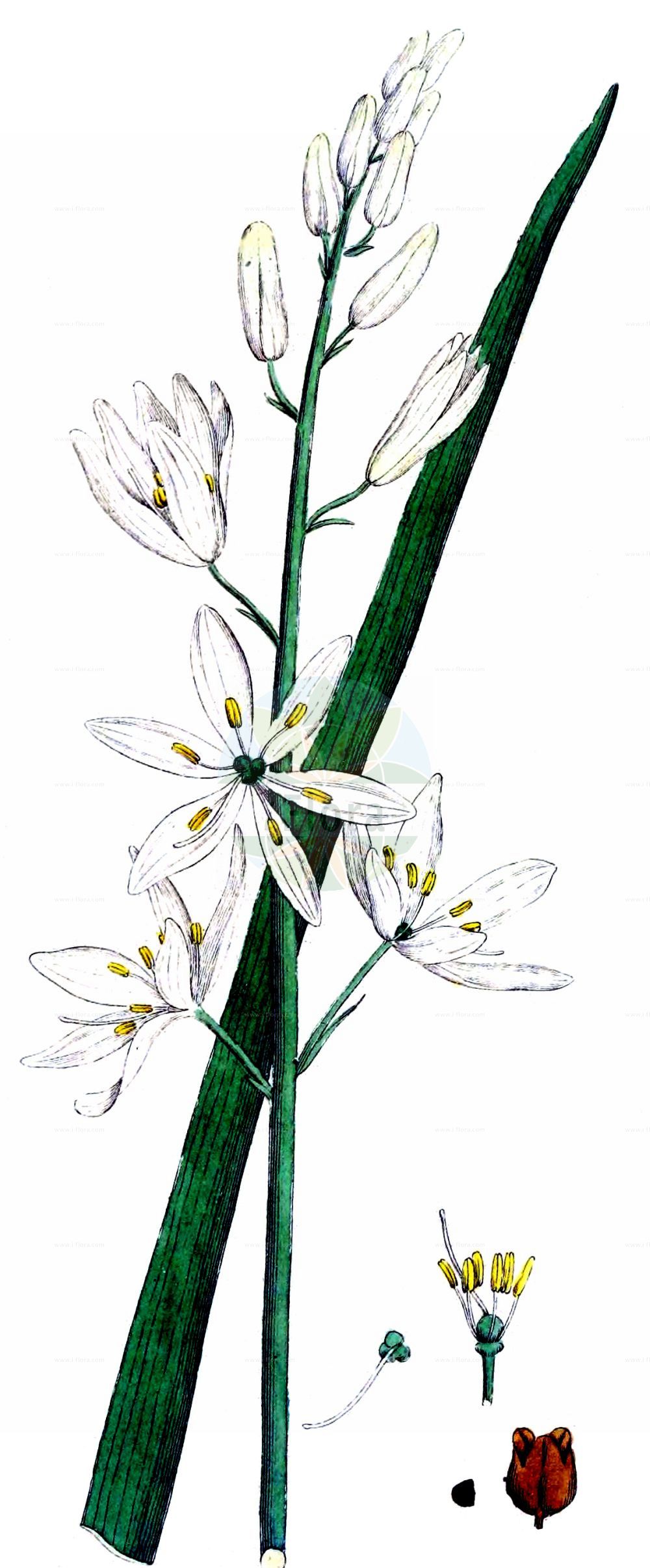 Anthericum liliago - Asparagaceae,Plantae,Pteridobiotina,Angiosperms,Asparagales,Asparagaceae,Anthericum,Anthericum liliago,Anthericum amoenum, Anthericum intermedium, Anthericum liliago f. macrocarpum, Anthericum liliago subsp. macrocarpum, Anthericum liliago var. australe, Anthericum liliago var. multiflorum, Anthericum liliago var. sphaerocarpum, Anthericum macrocarpum, Anthericum non-ramosum, Liliago vulgaris, Ornithogalum gramineum, Phalangites liliago, Phalangium acuminatum, Phalangium lilaceum, Phalangium liliaginoides, Phalangium liliago, Phalangium renarnii,Trauben-Graslilie;Astlose Graslilie;Traubige Graslilie;st bernard's lily;Anthéric à fleurs de lis;petit lis;anthéricum à fleus de lis;bâton de Saint Joseph;lis de Saint-Bernard;phalangère à fleur de lis;phalangère-lis;phalangium à fleus de lis;cebollas almorraneas;falangera;falangio hierba;falangites;flor de lis;hierba de la araña;palomino;Lilioasfodelo maggiore;grote graslelie;canavora;антерикум ветвистый;örümcekotu;mjekërdhiza me lule lila;lliri de bosc;lliri de França;lliri de Sant Bru;nerazgranjena vesika;stor sandlilja;ugrenet edderkopurt;pajęcznica liliowata;fürtös homokliliom;bělozářka liliovitá;jagavka ľaliovitá;віхалка лілійна;лилиецветен венечник;лилиецветна пауника;неразклонен вянечник;косатик